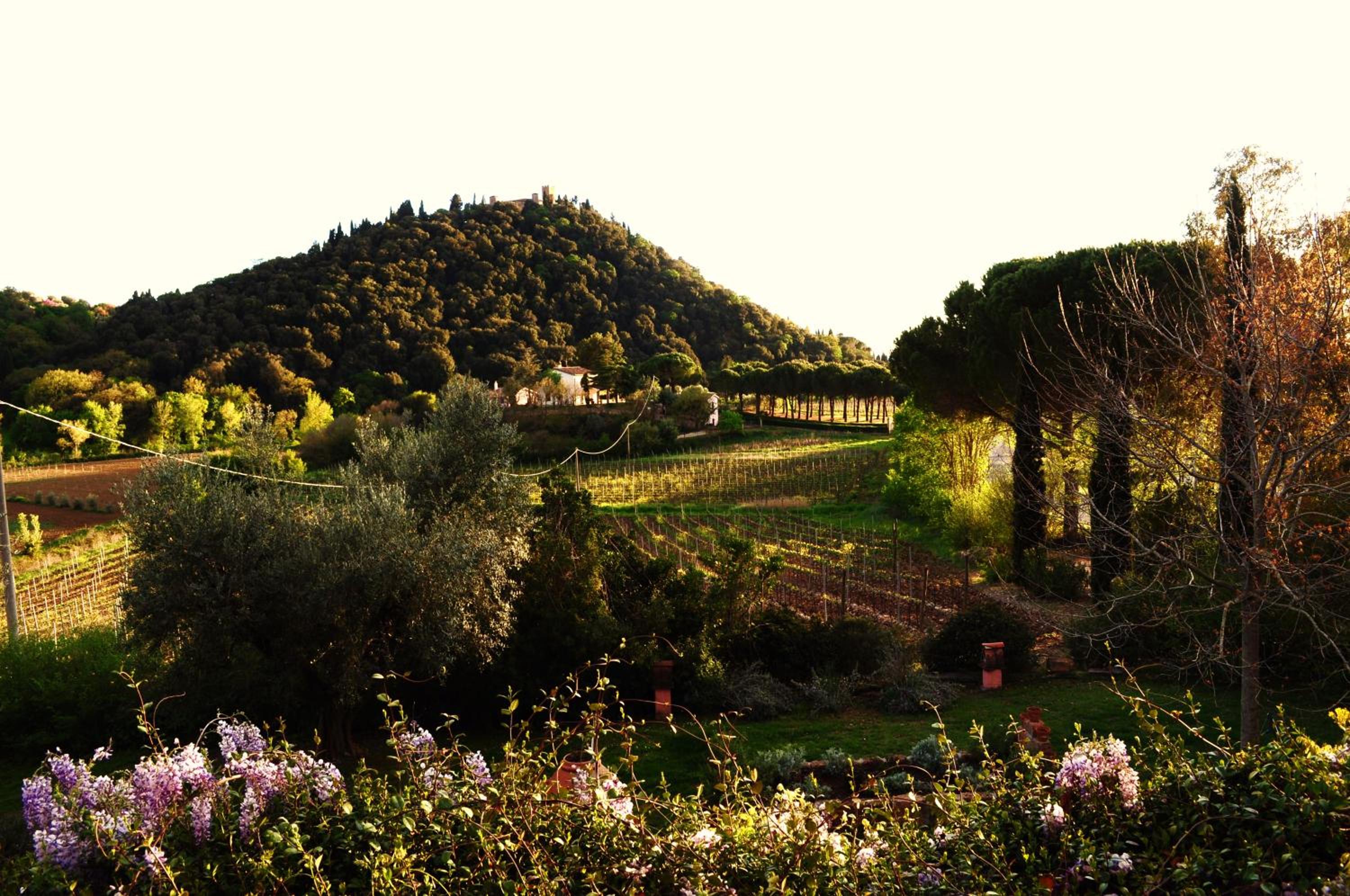 Podere L'Olmaia