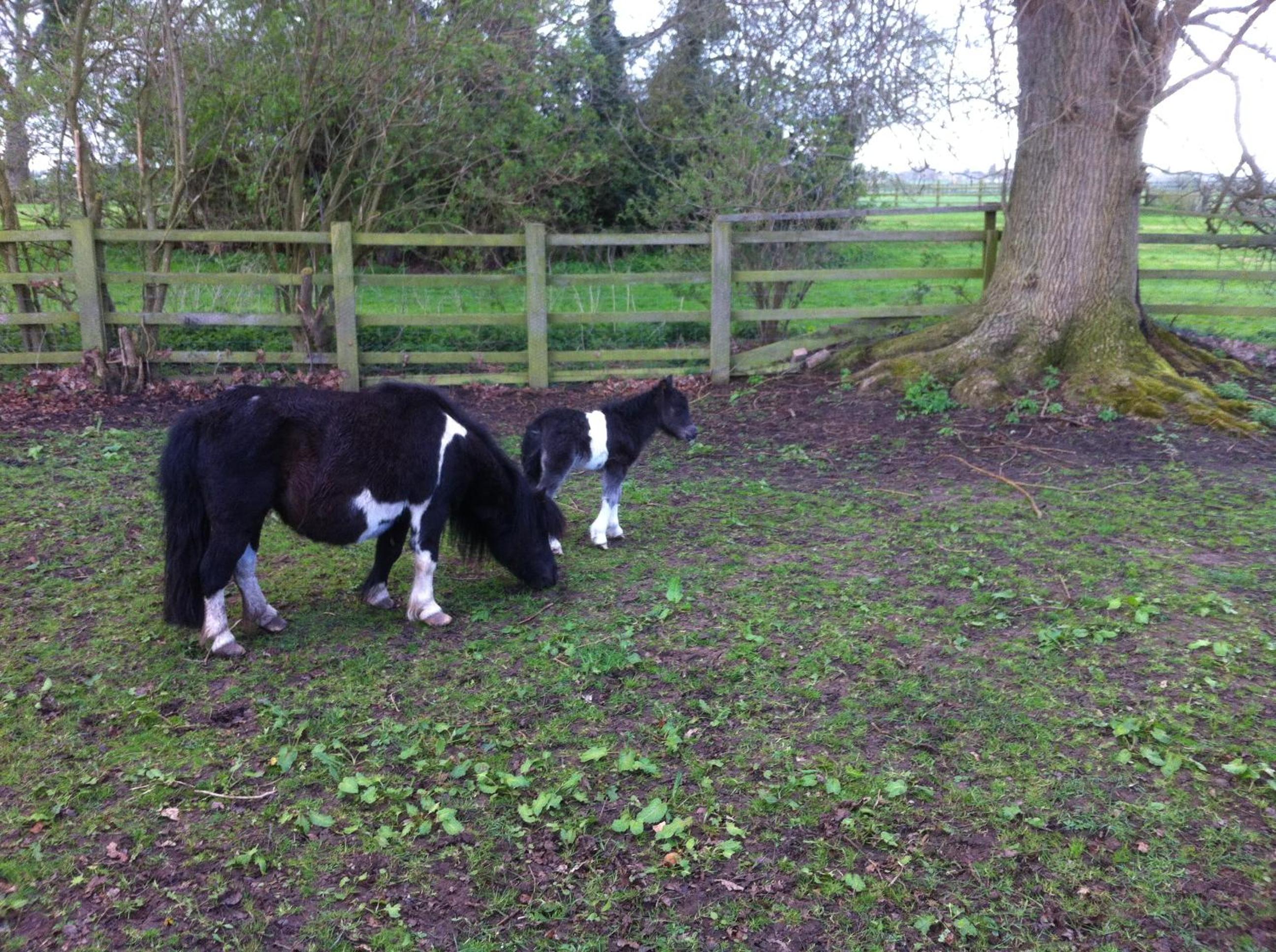 The Stables - Deer Park Farm