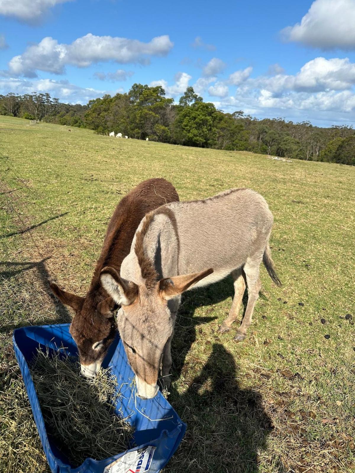 Farm Stay, Mariton Farm