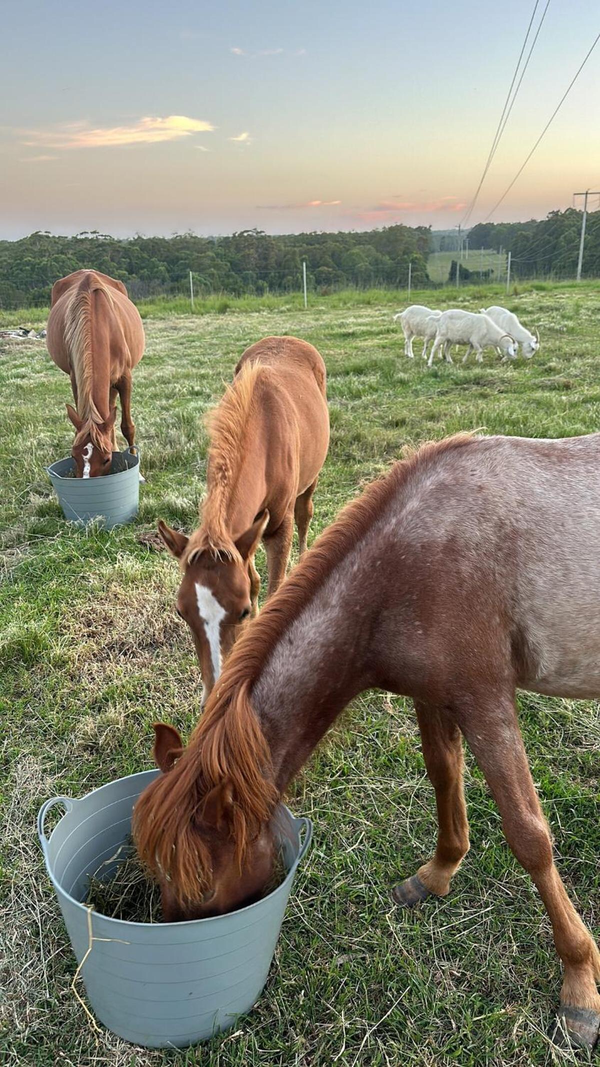 Farm Stay, Mariton Farm
