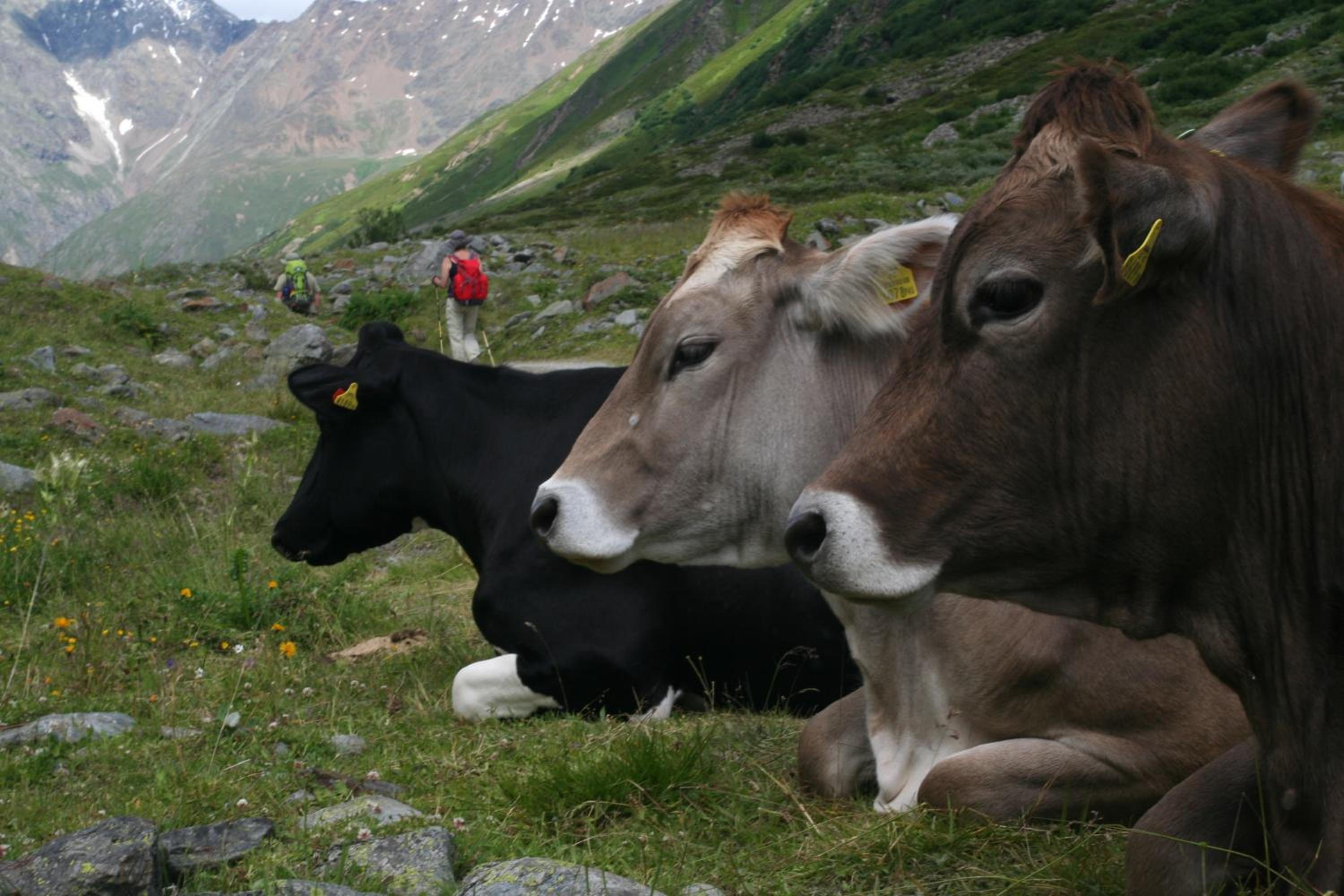Ferienhaus Alpen Lodge und die Gams