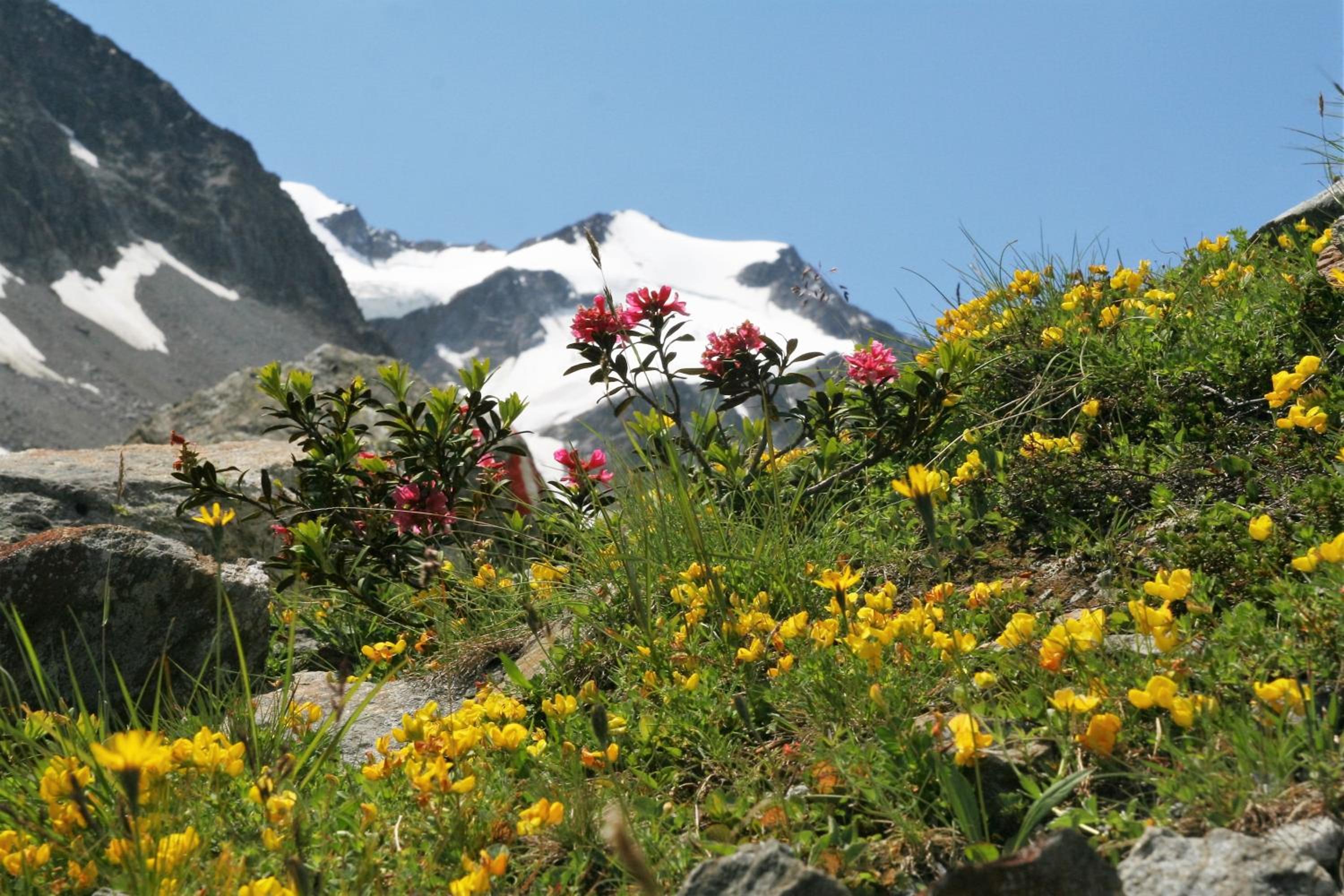 Ferienhaus Alpen Lodge und die Gams