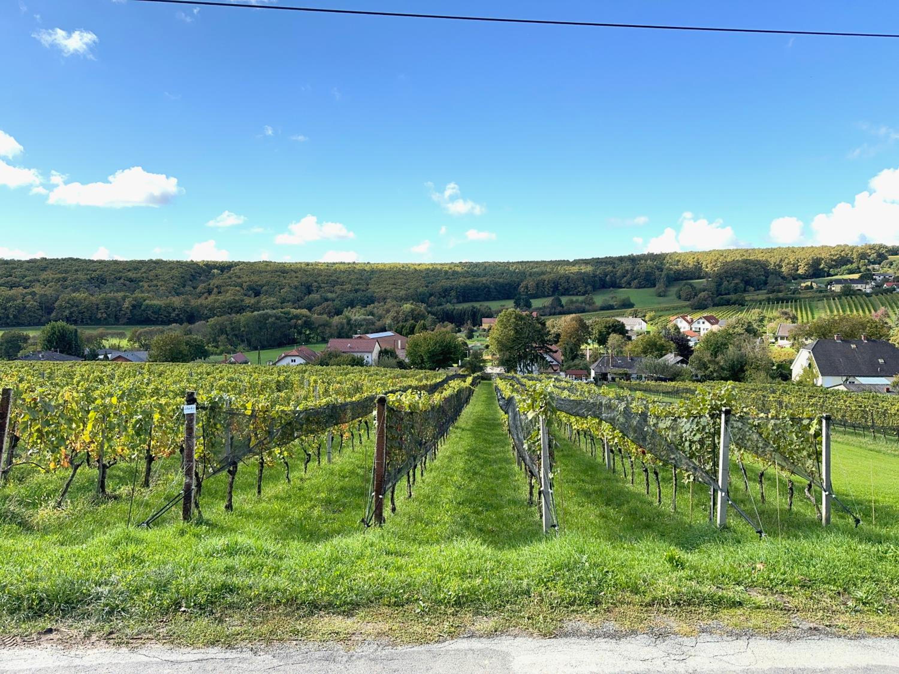 Kellerstöckl - Zur Weinrebe
