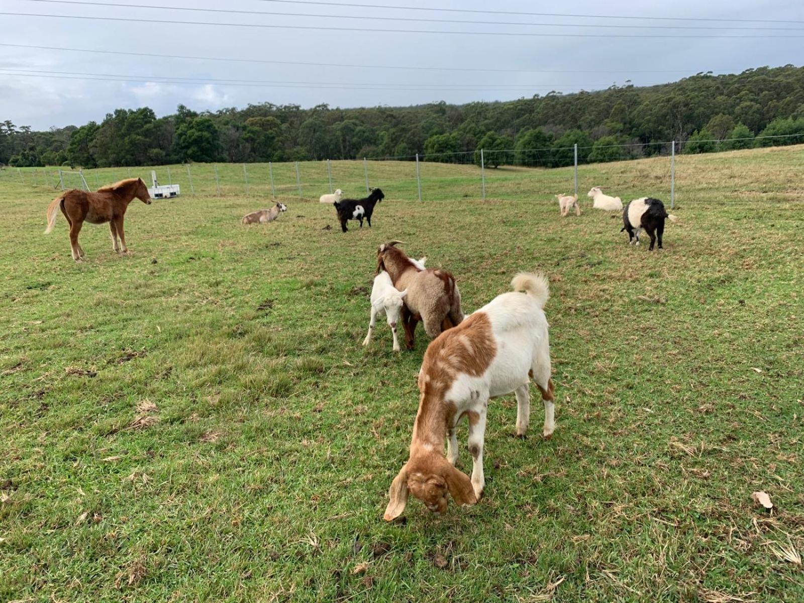 Farm Stay, Mariton Farm