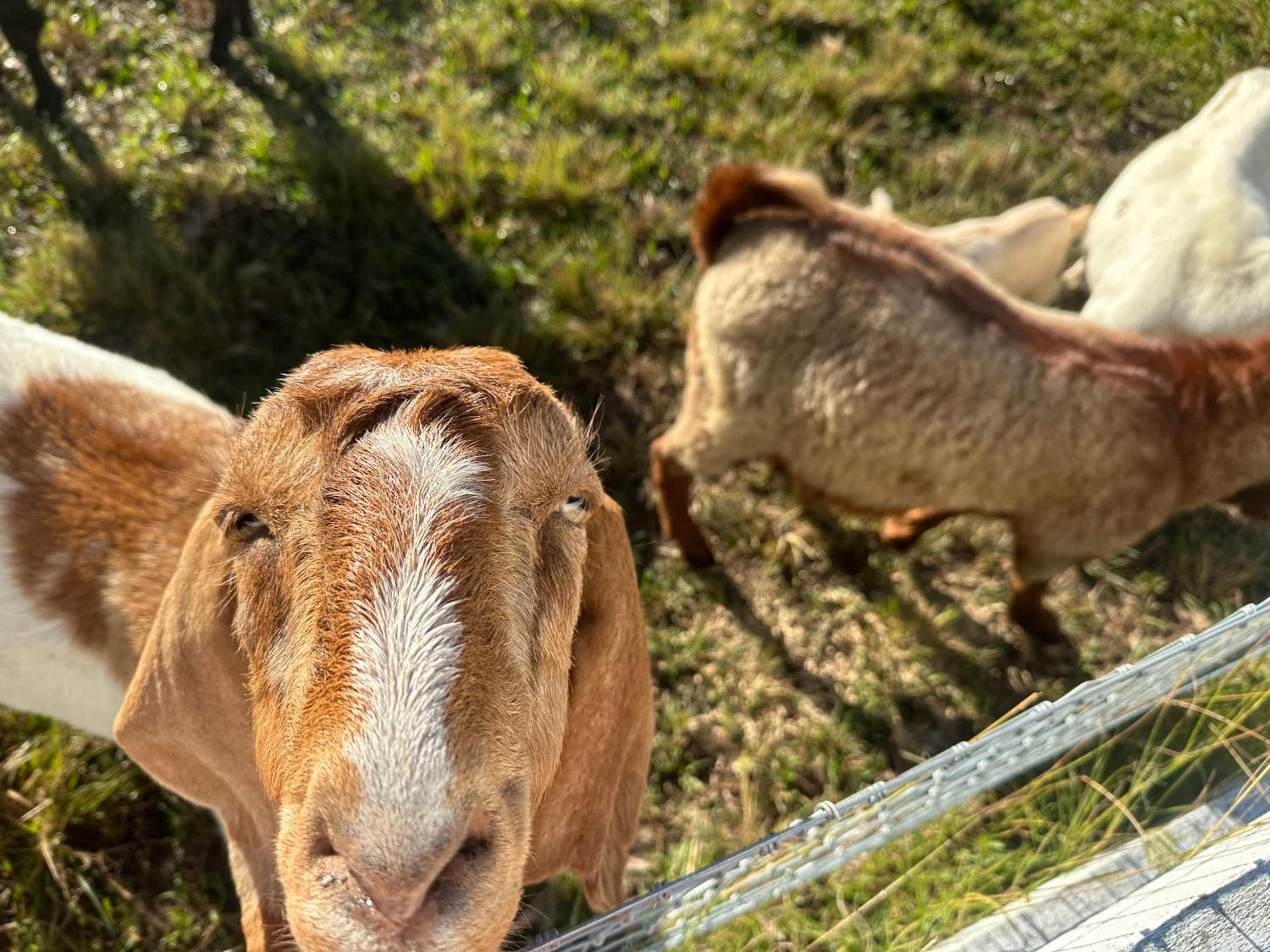 Farm Stay, Mariton Farm