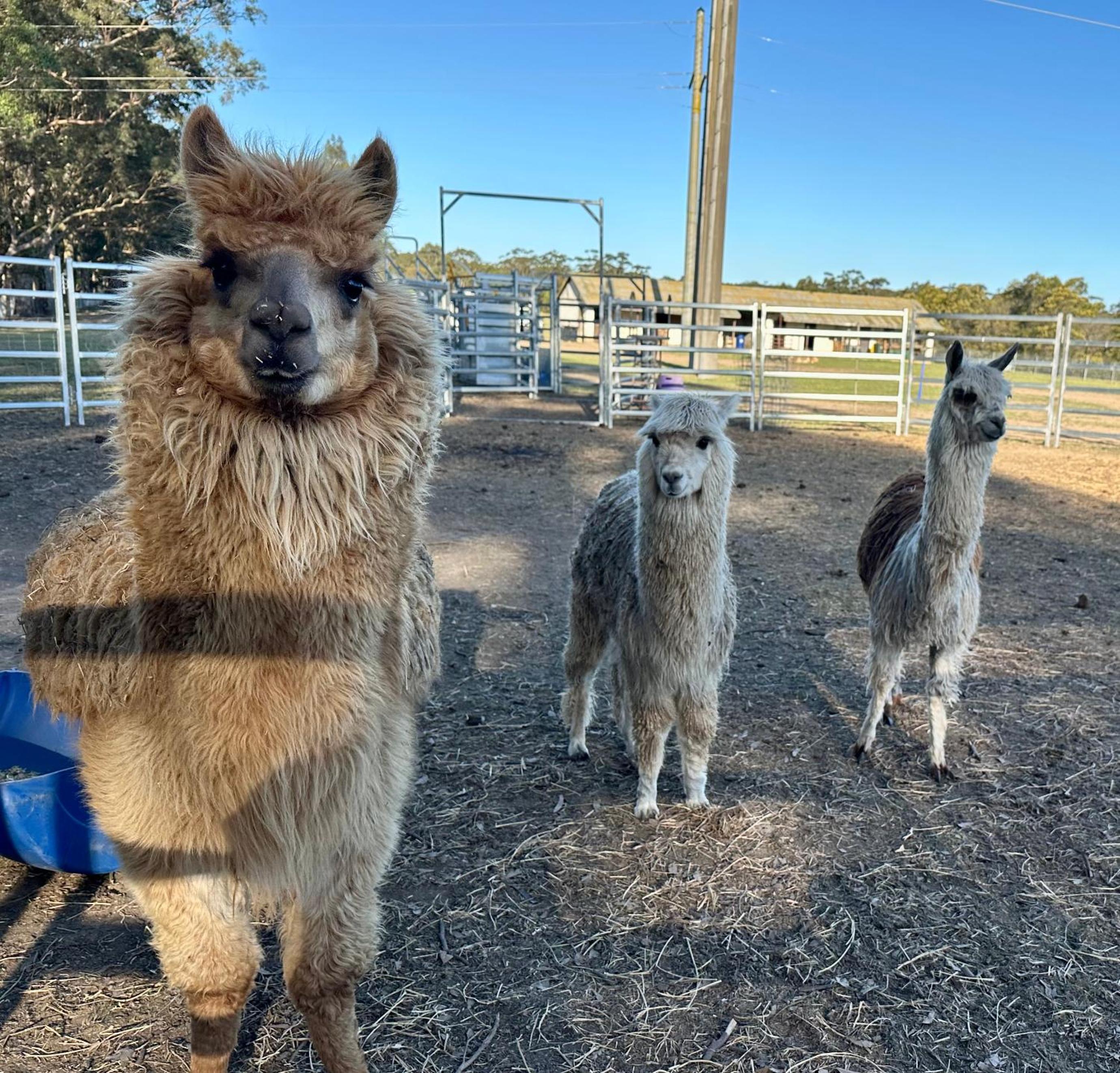 Farm Stay, Mariton Farm