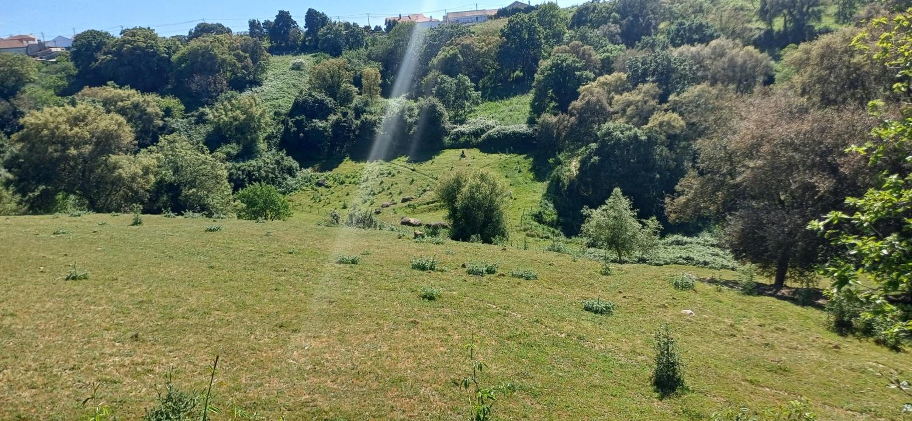 Quinta da pêra rocha