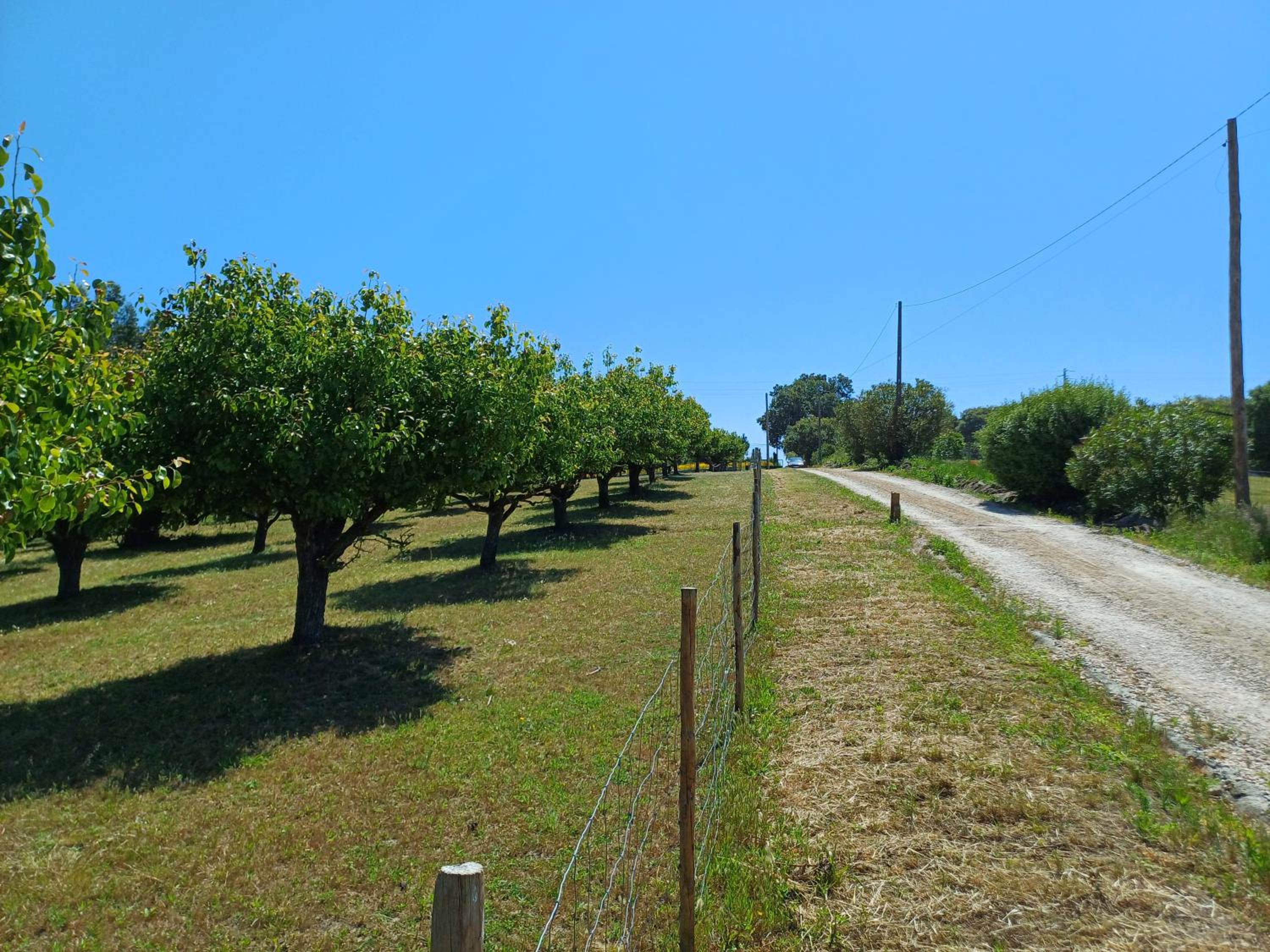 Quinta da pêra rocha