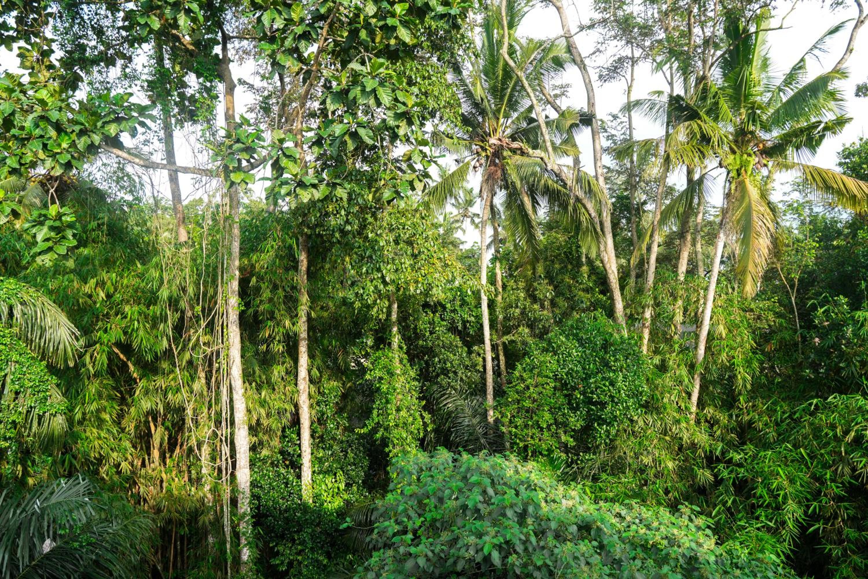 House of Semar Sari