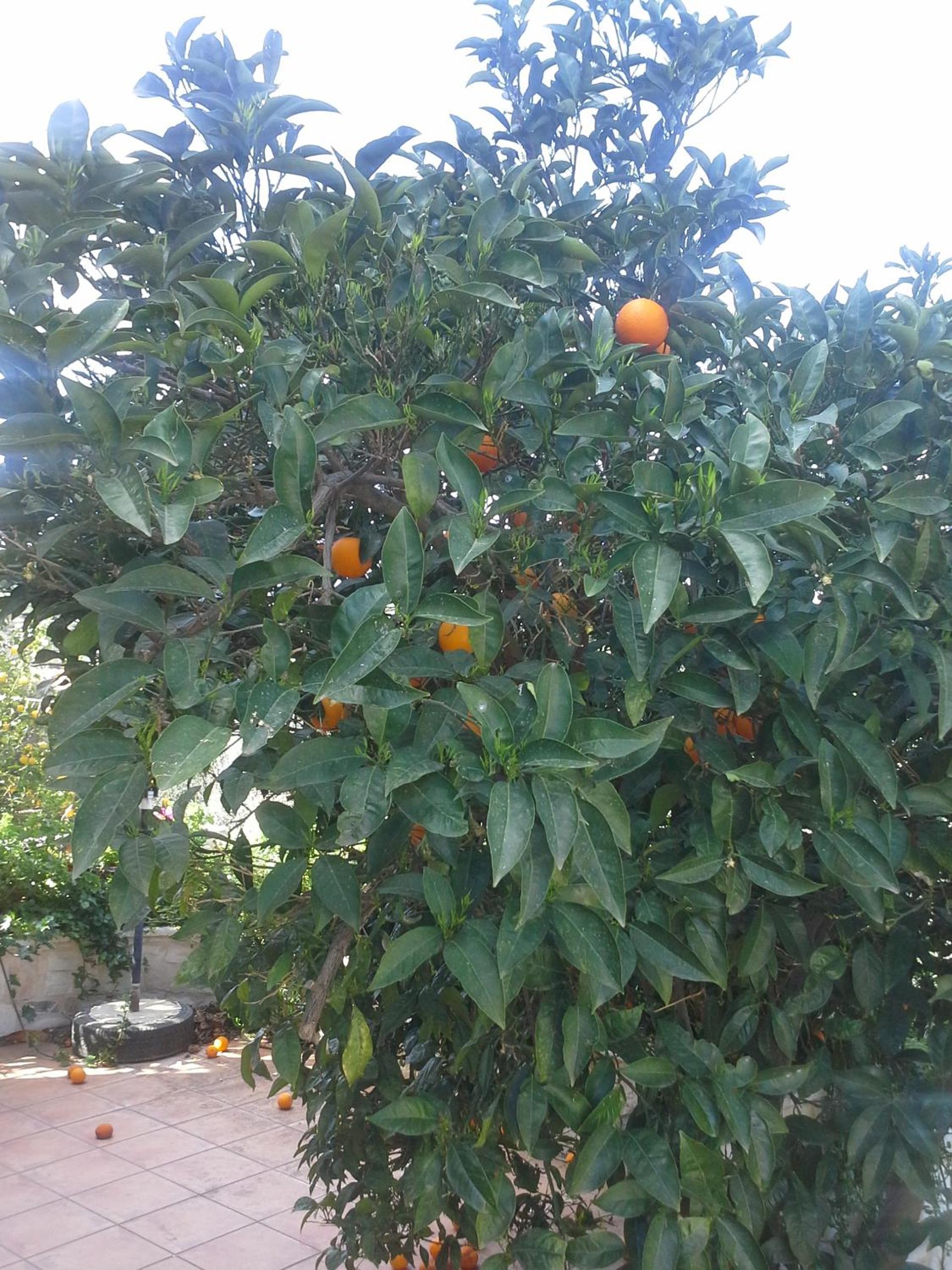 Photo 38