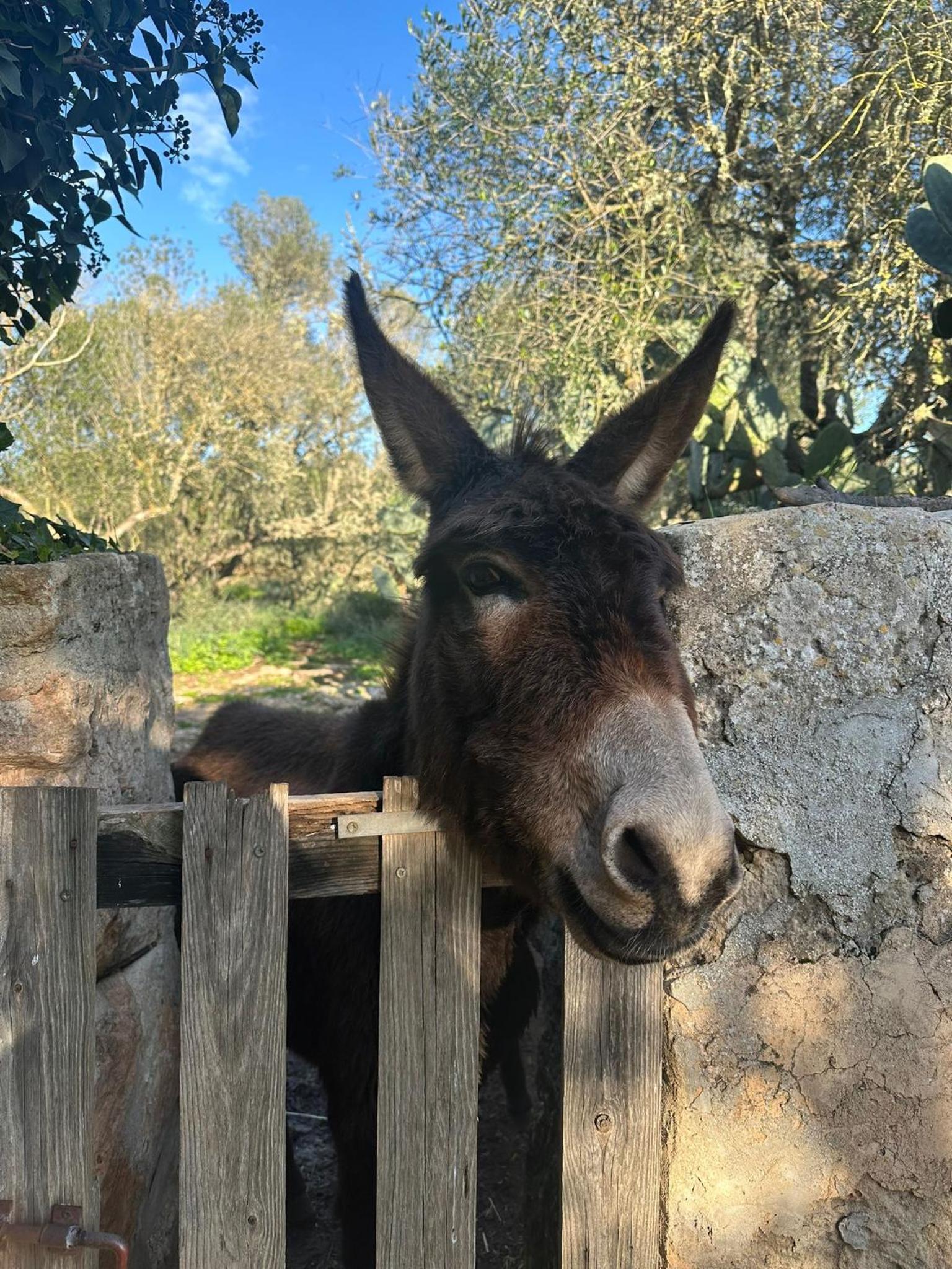 Agroturismo Finca Son Pieras