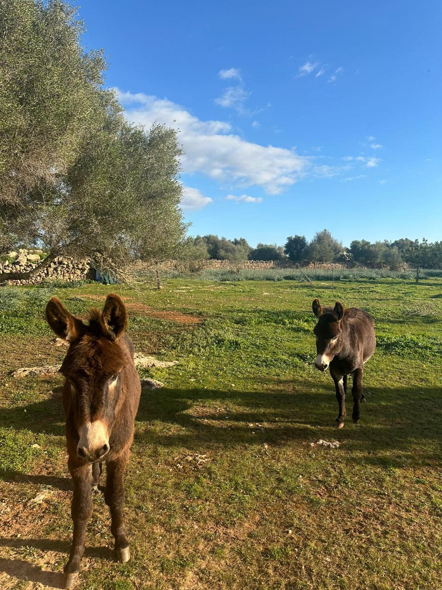 Agroturismo Finca Son Pieras