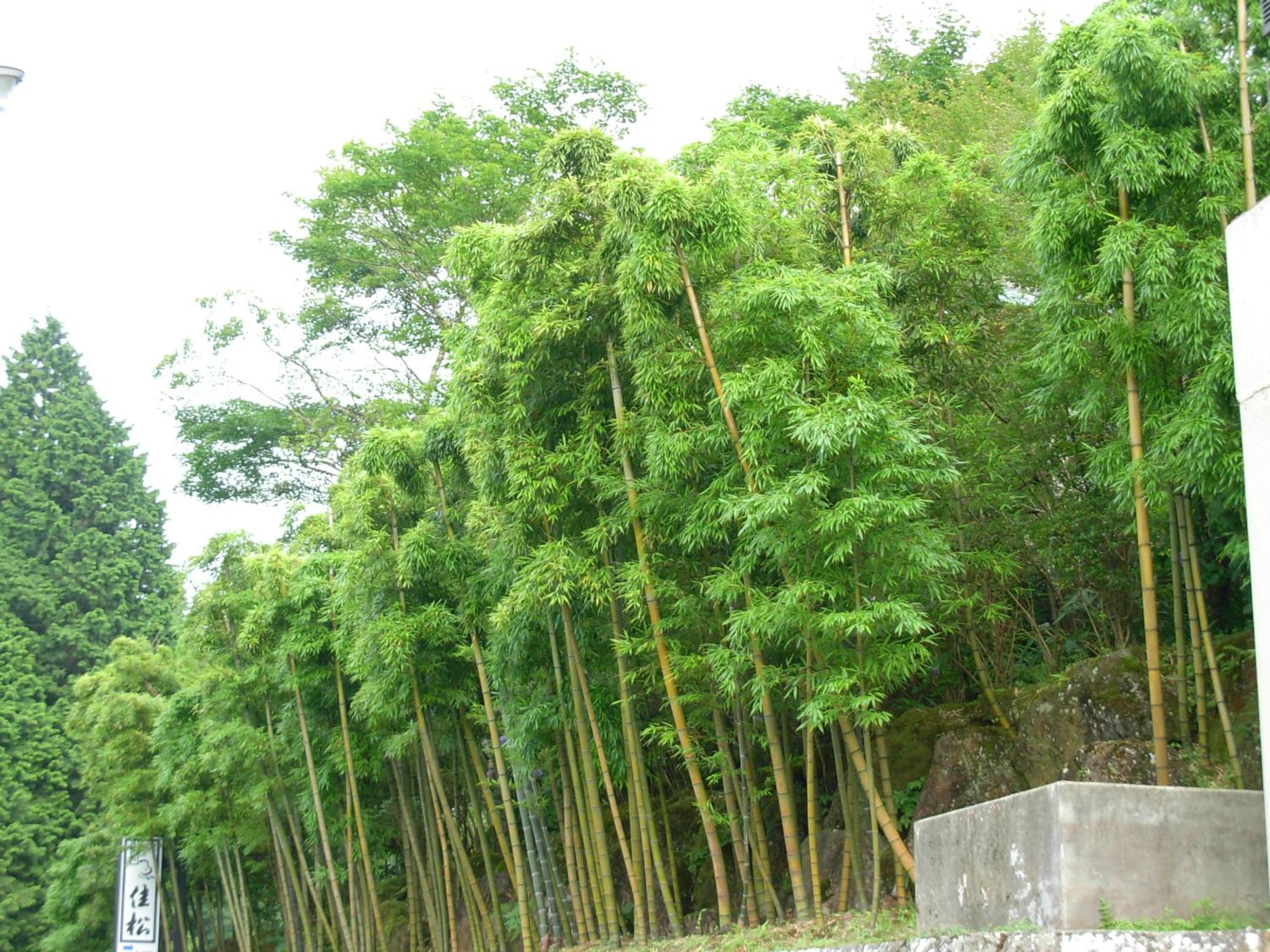 Photo 50