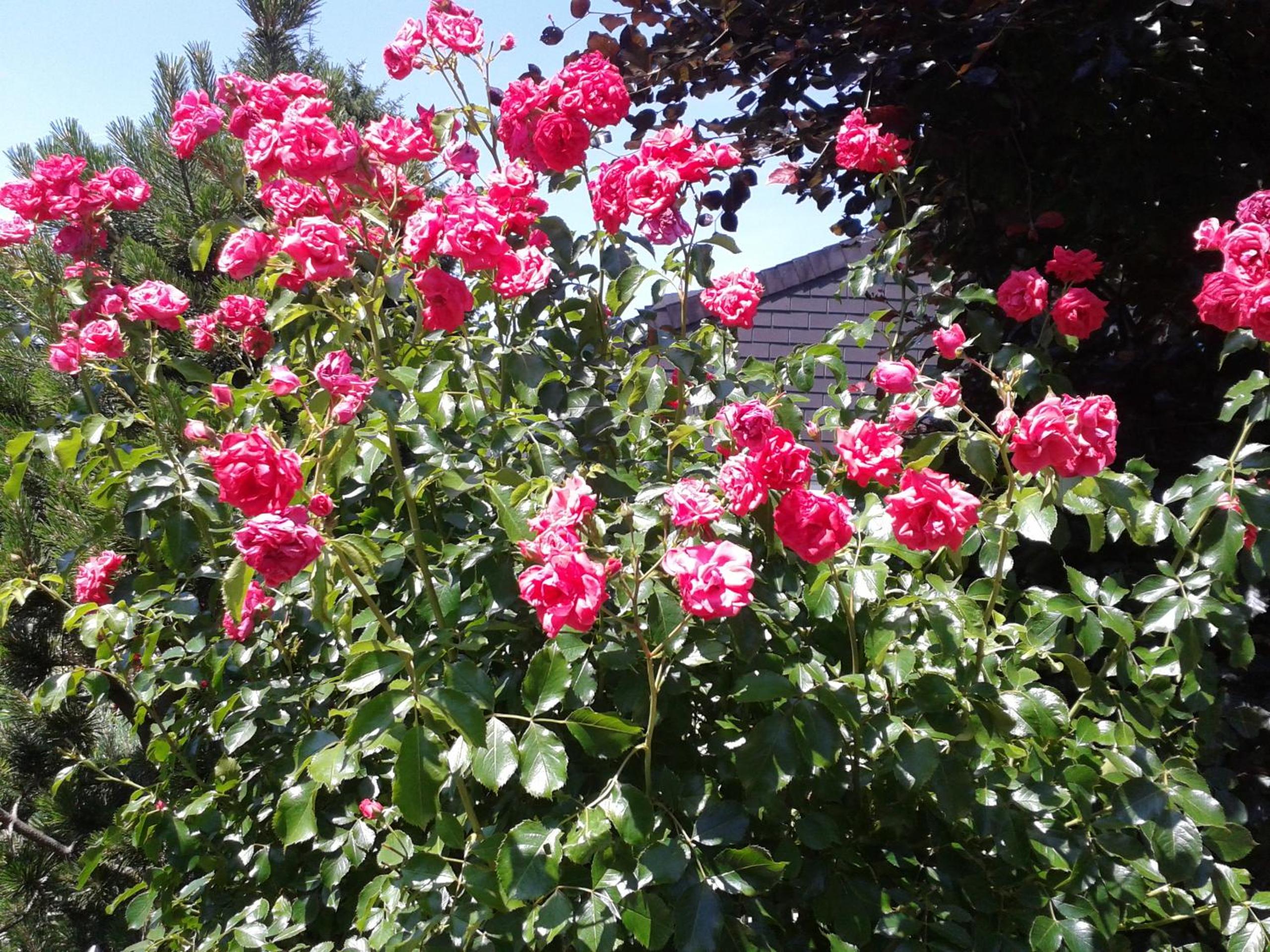 Reni's Oase am Bodensee