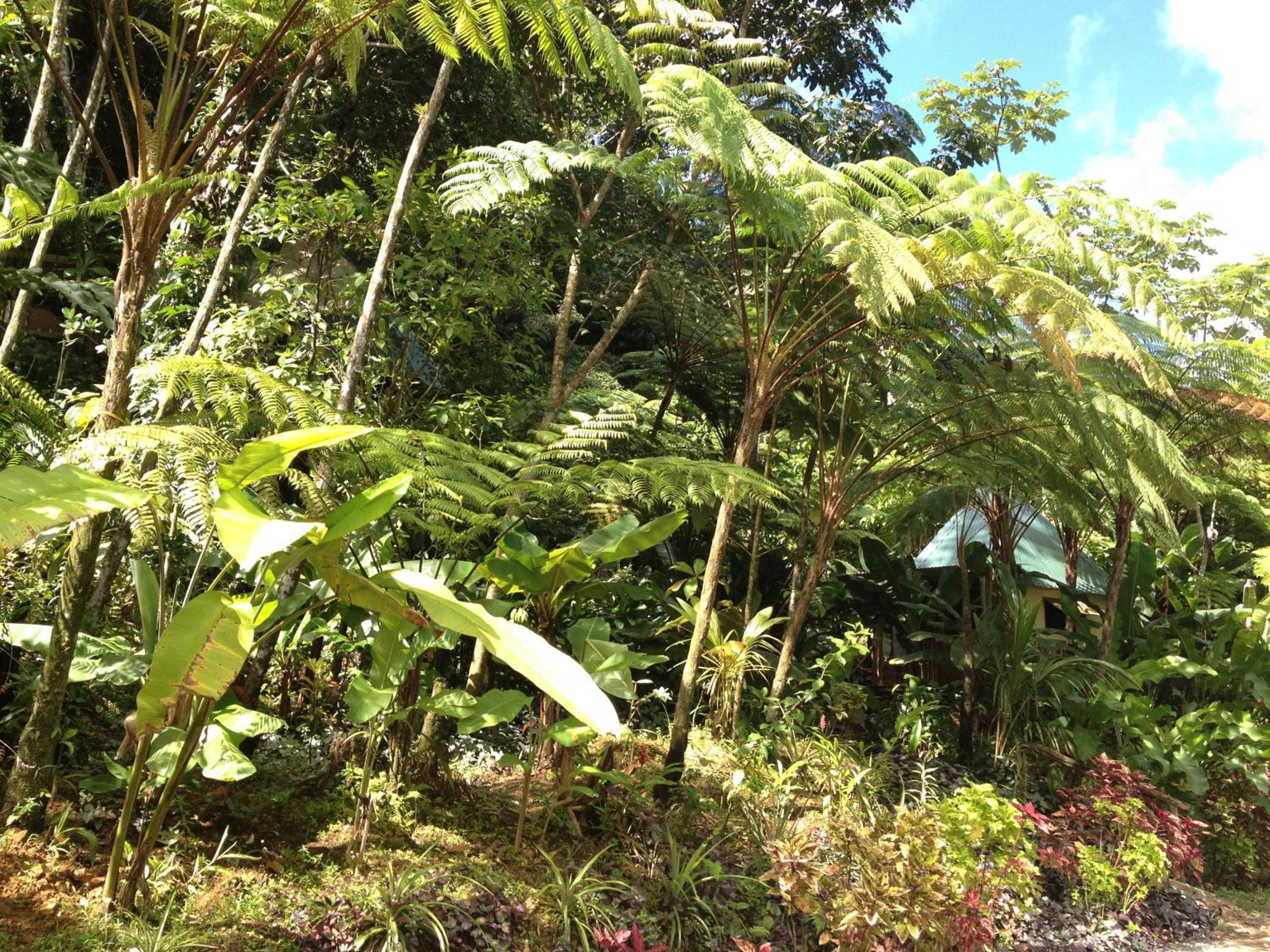 Roots Jungle Retreat
