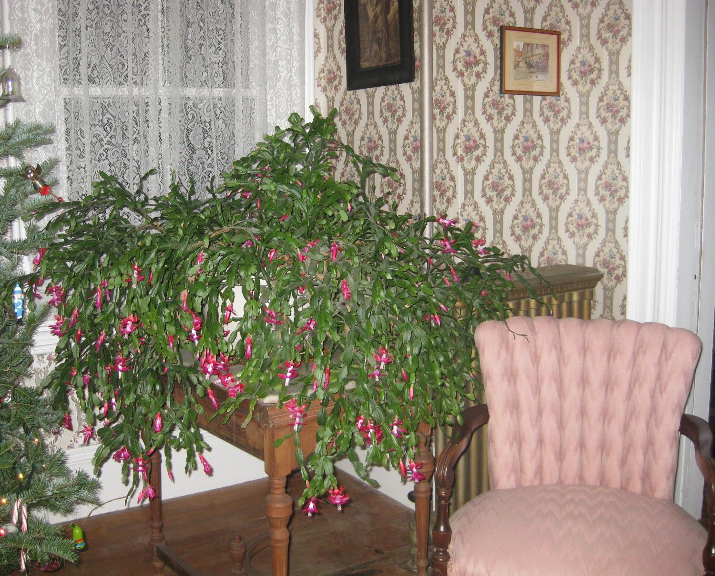 Photo 55
