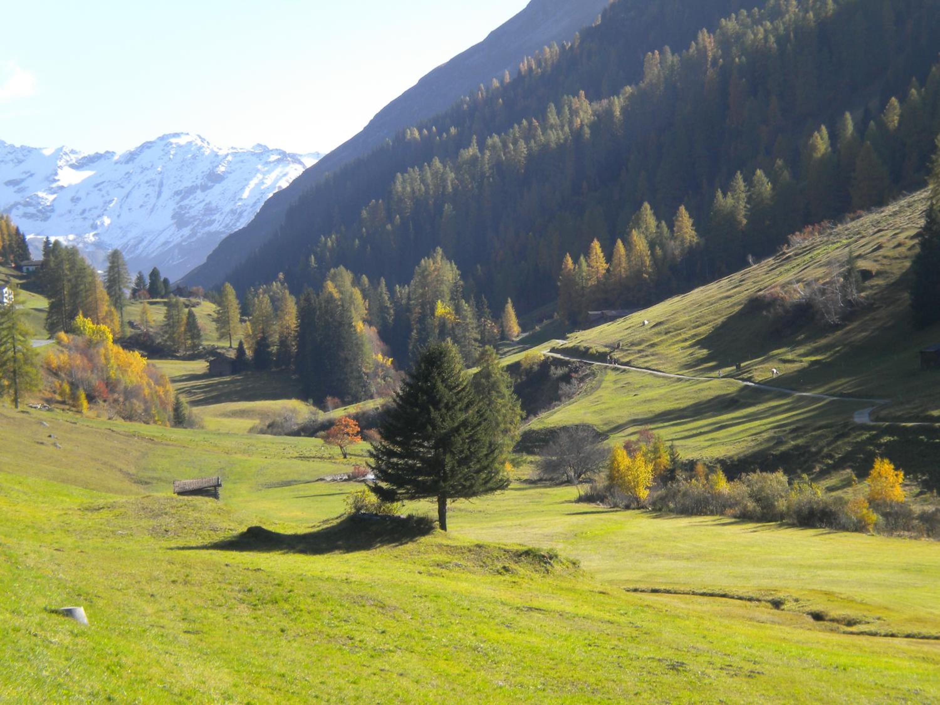 Shima-Davos
