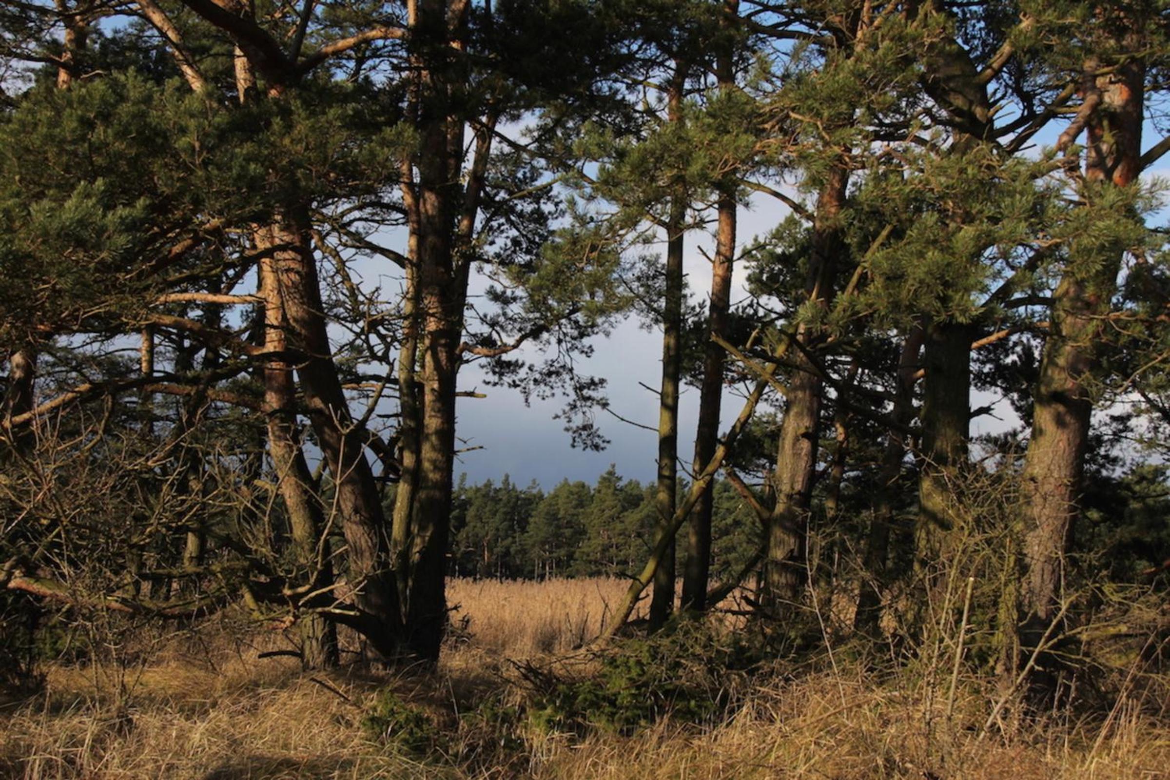 Photo 45