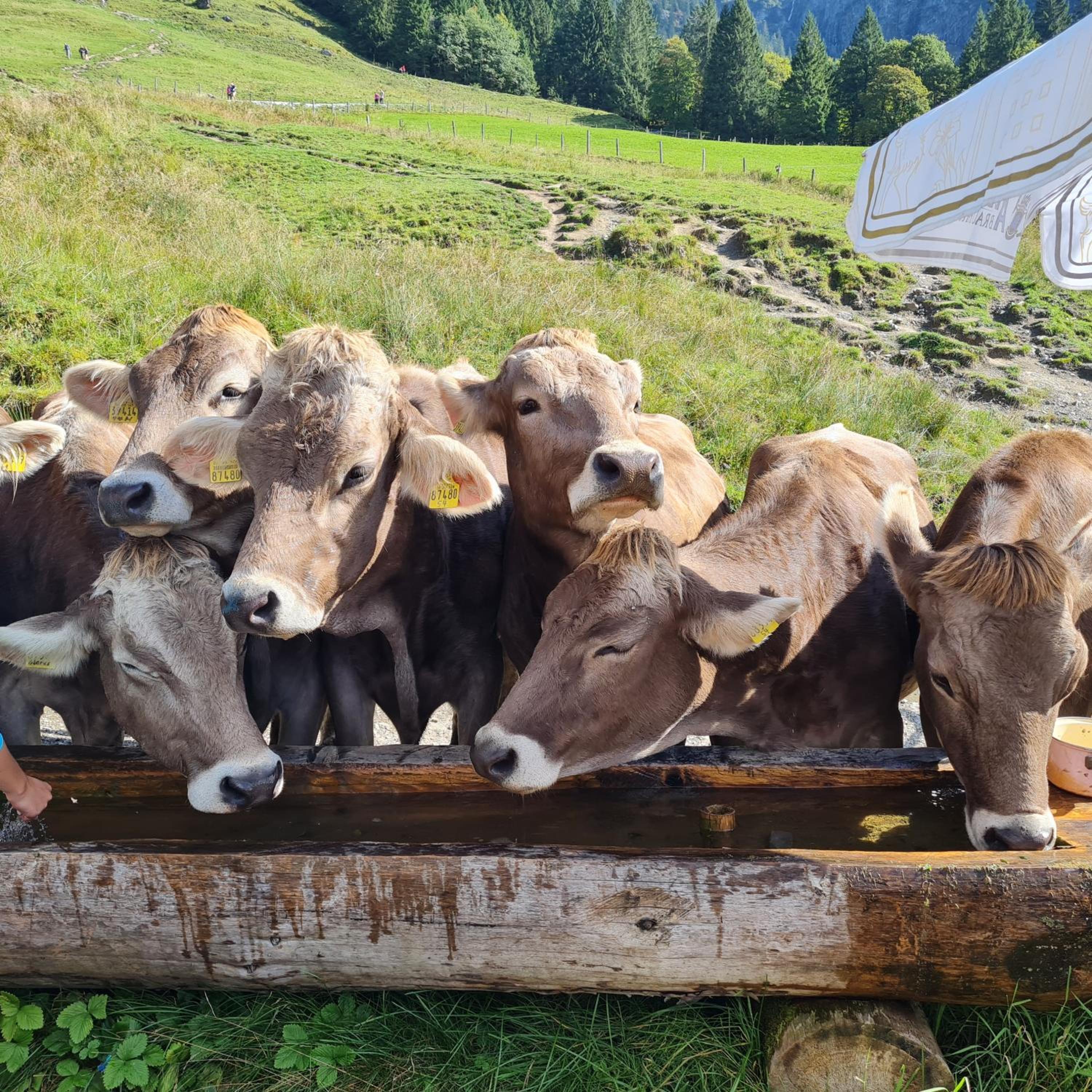 Gruentenausblick
