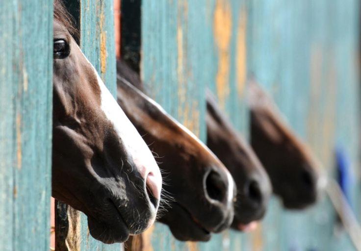The Stables - Deer Park Farm