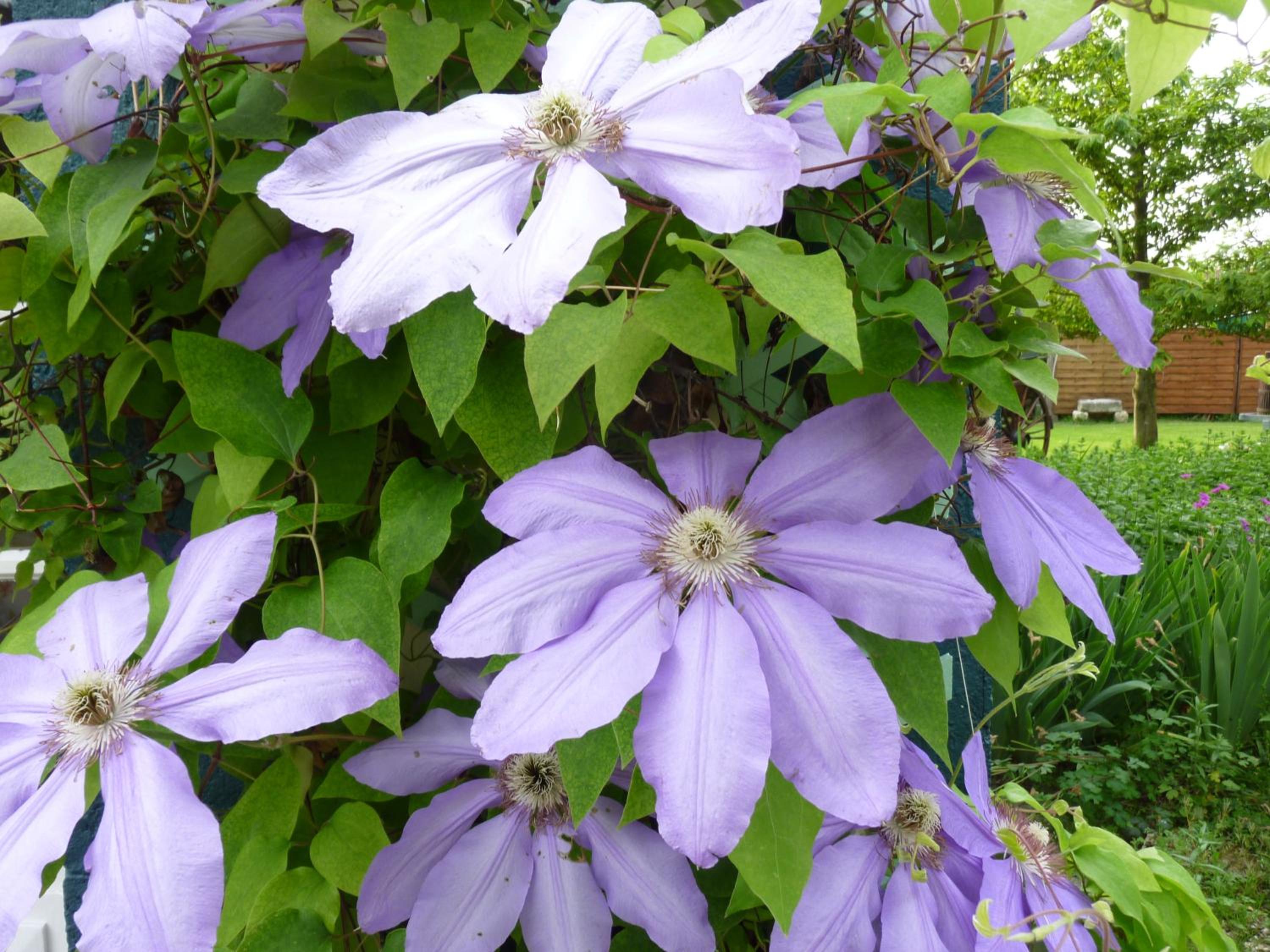 Photo 42