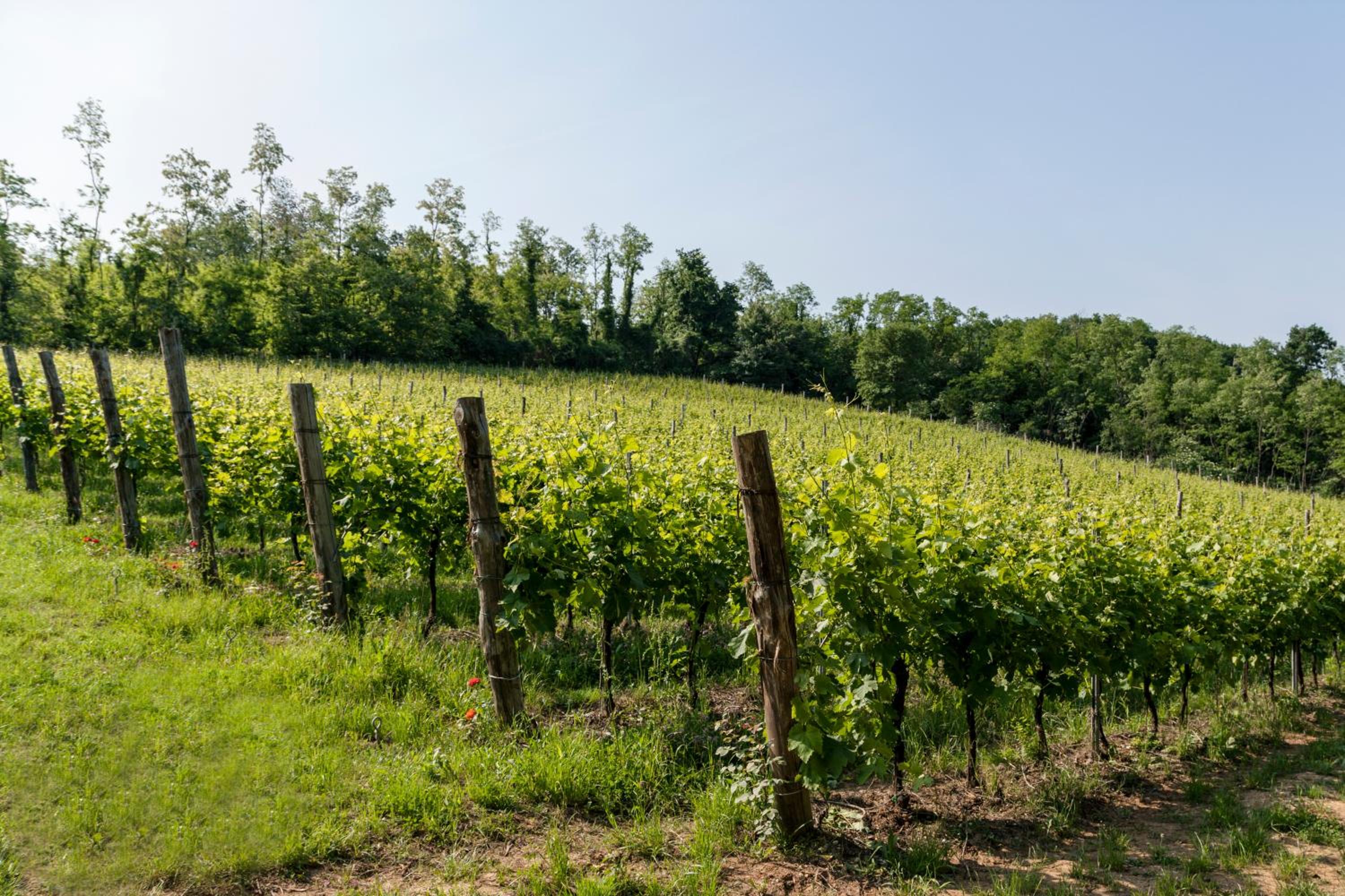 Agriturismo Terre Bianche