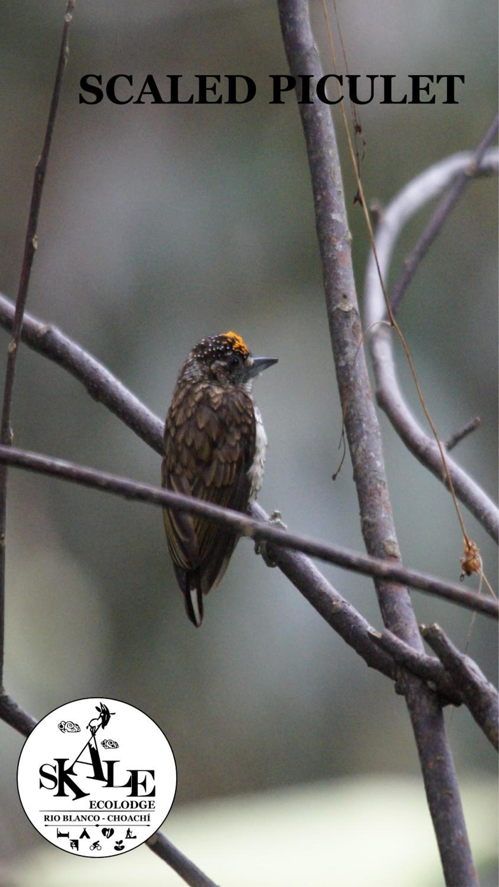 Skale Peregrino, photo 33