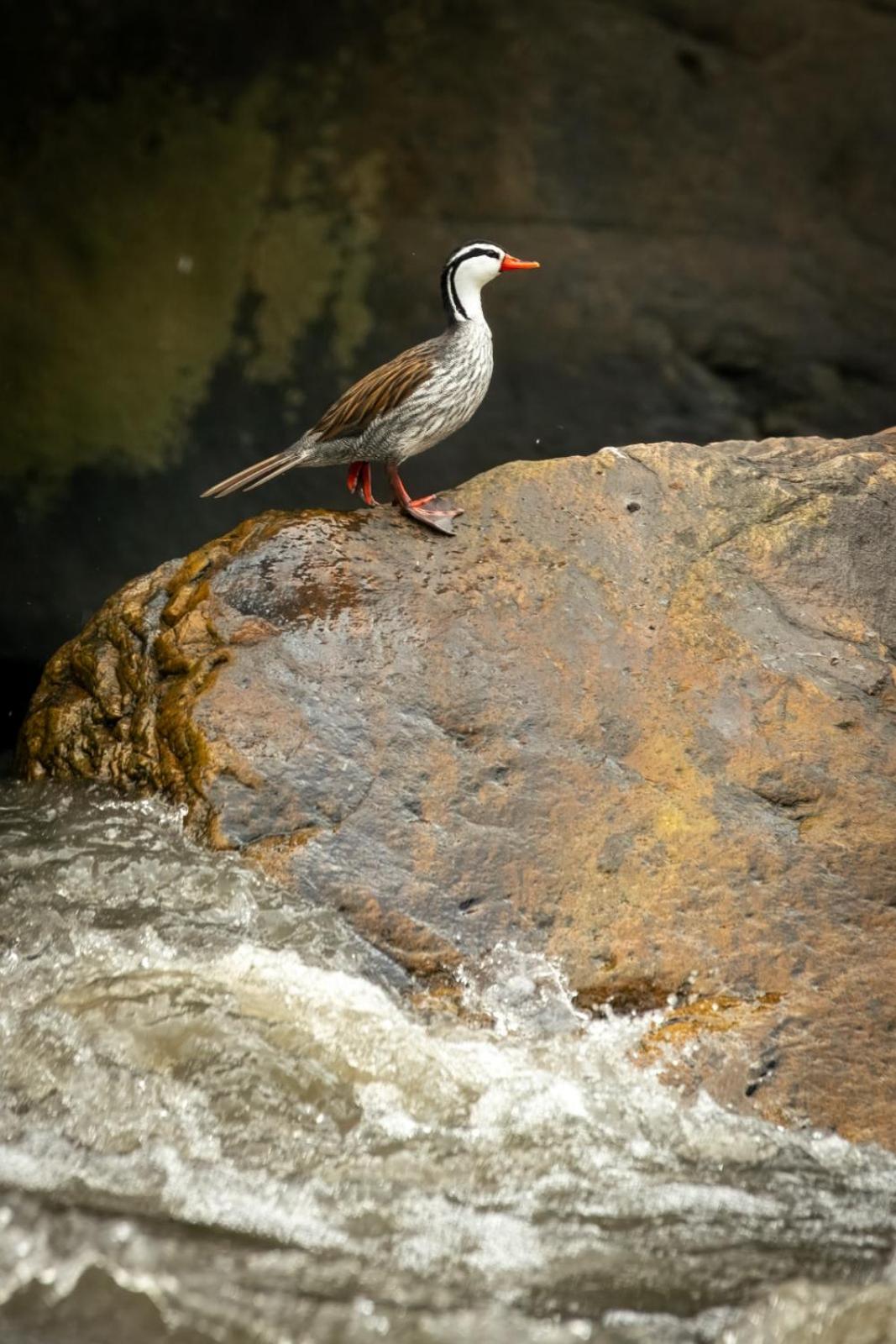 Skale Peregrino, photo 81