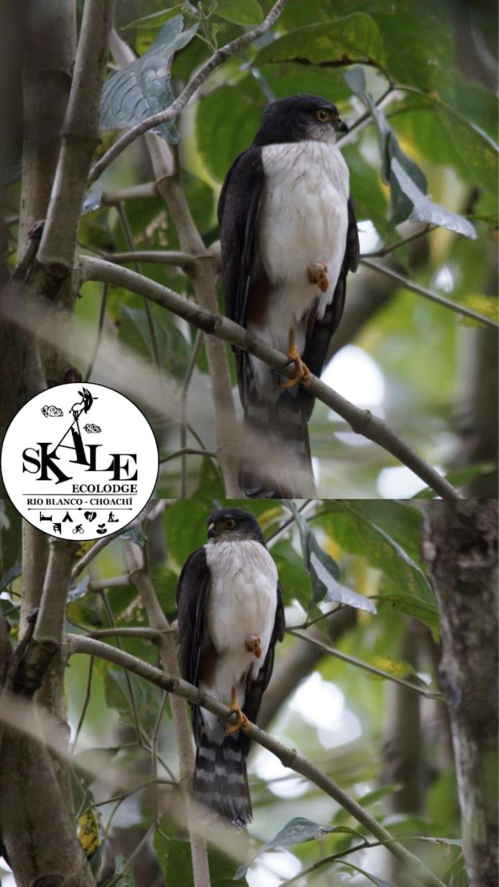 Skale Peregrino, photo 80