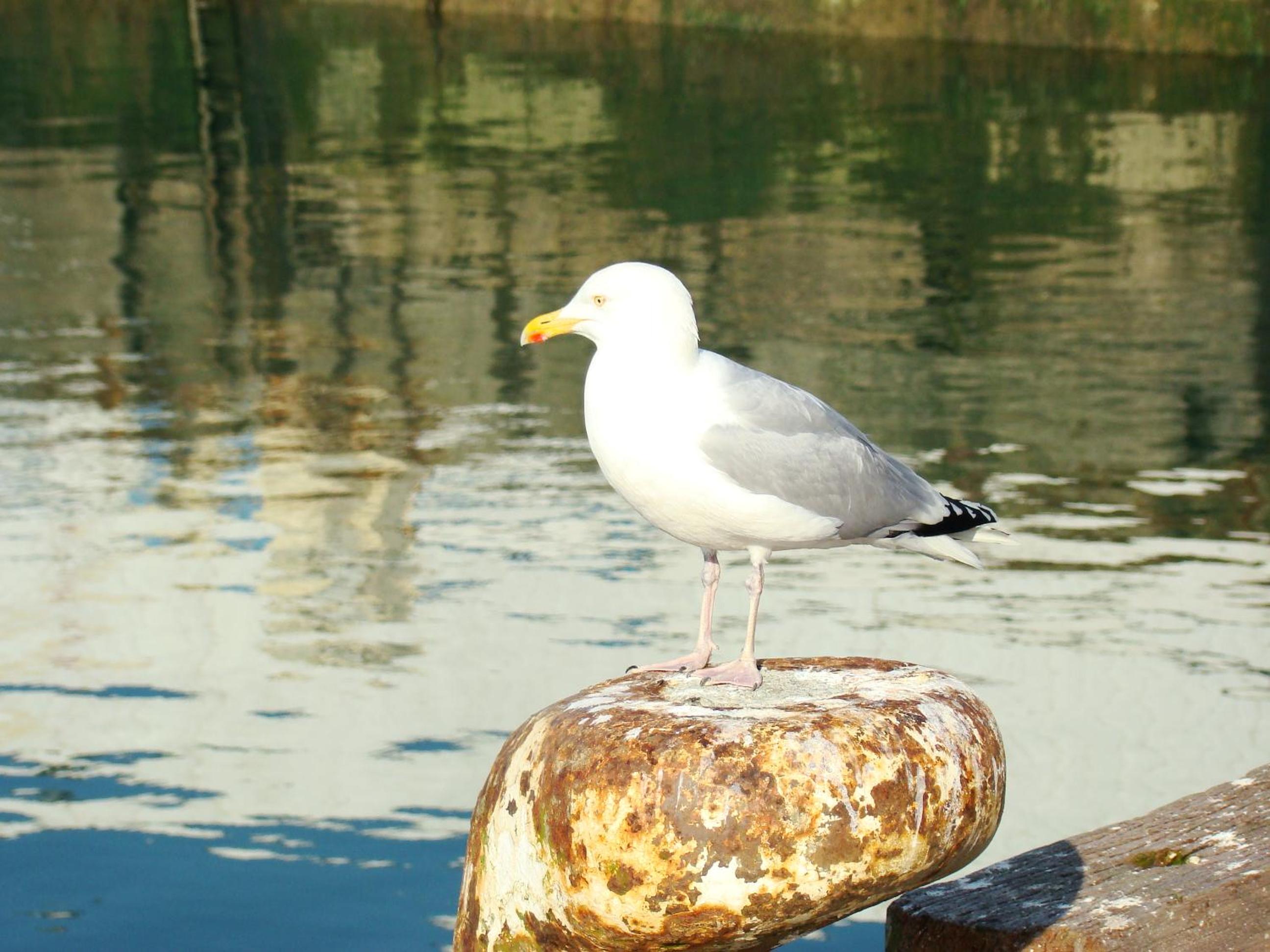 Kernel Bihan, photo 40