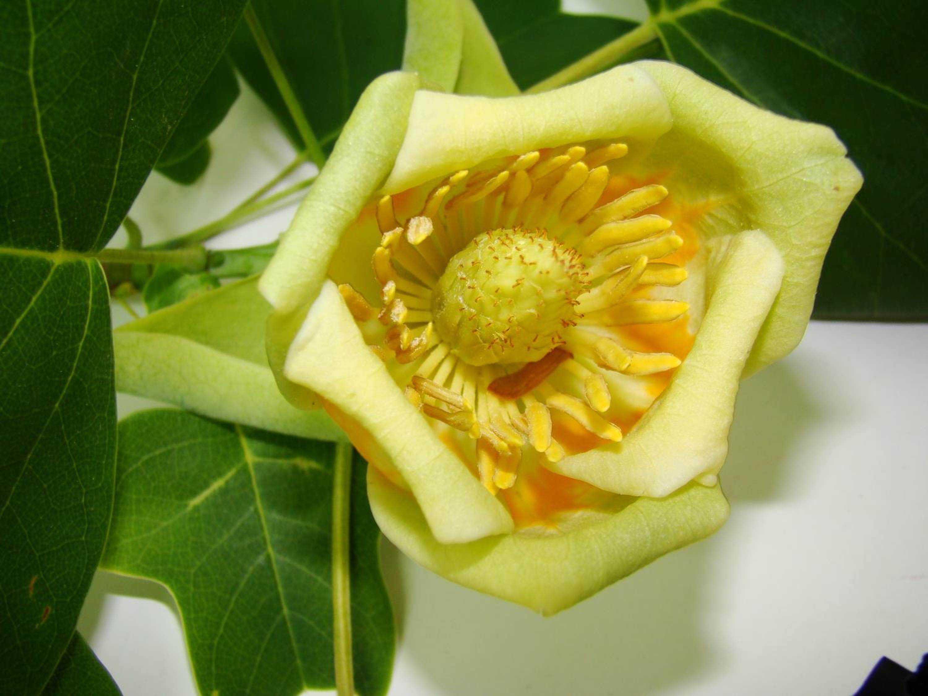 Kernel Bihan, photo 20