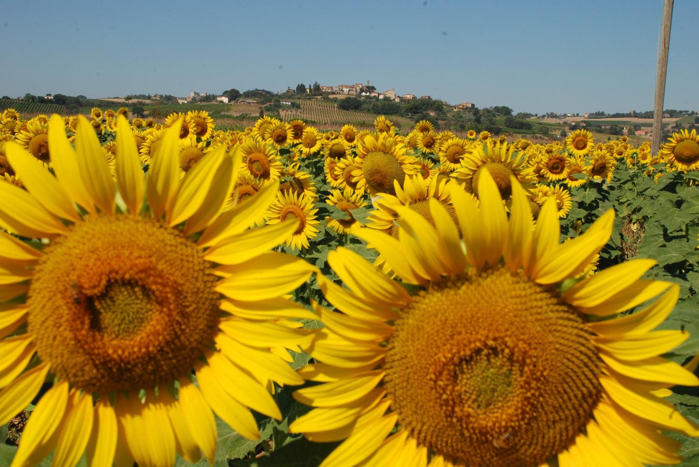 Pieve Del Castello