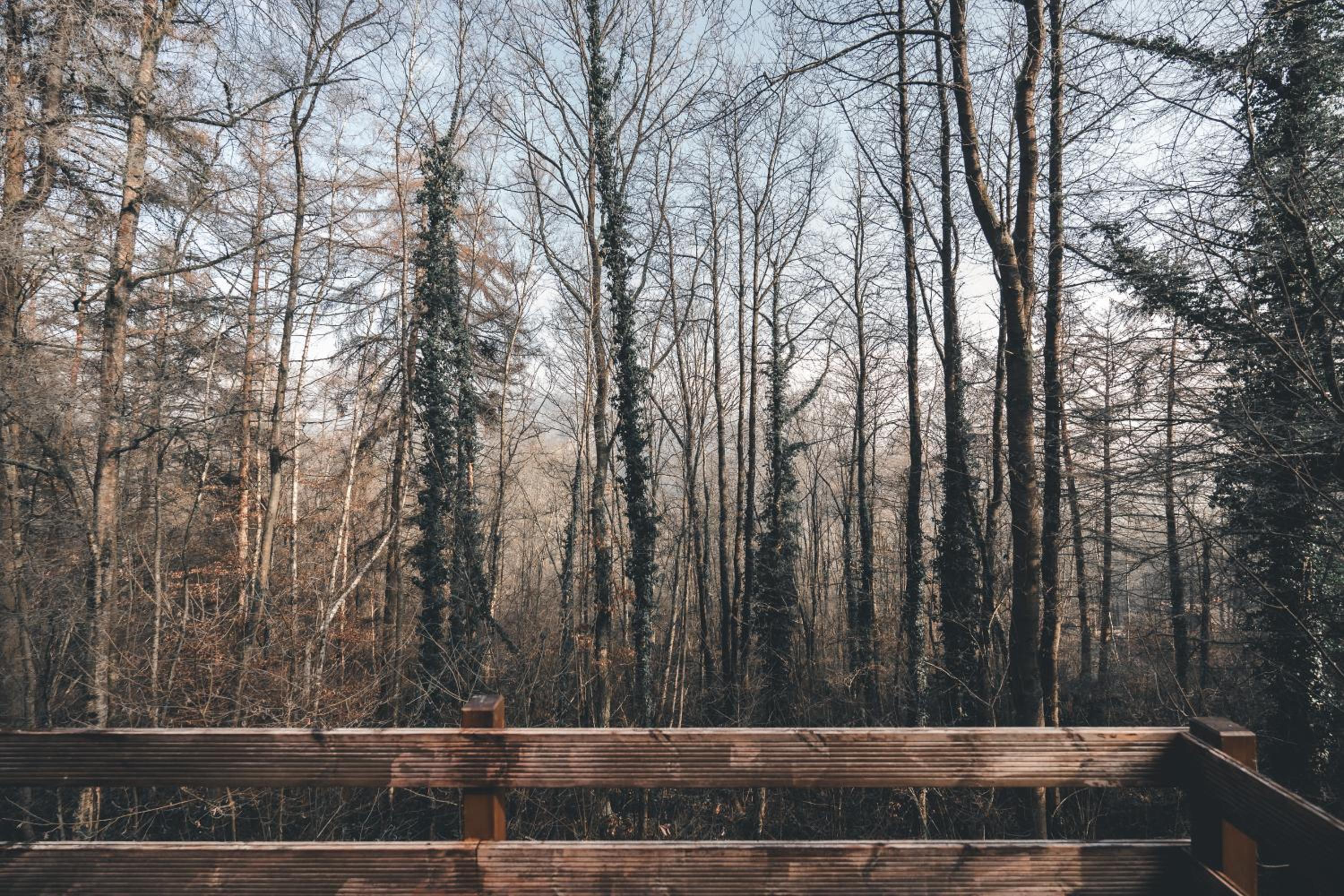 Cosy Wood