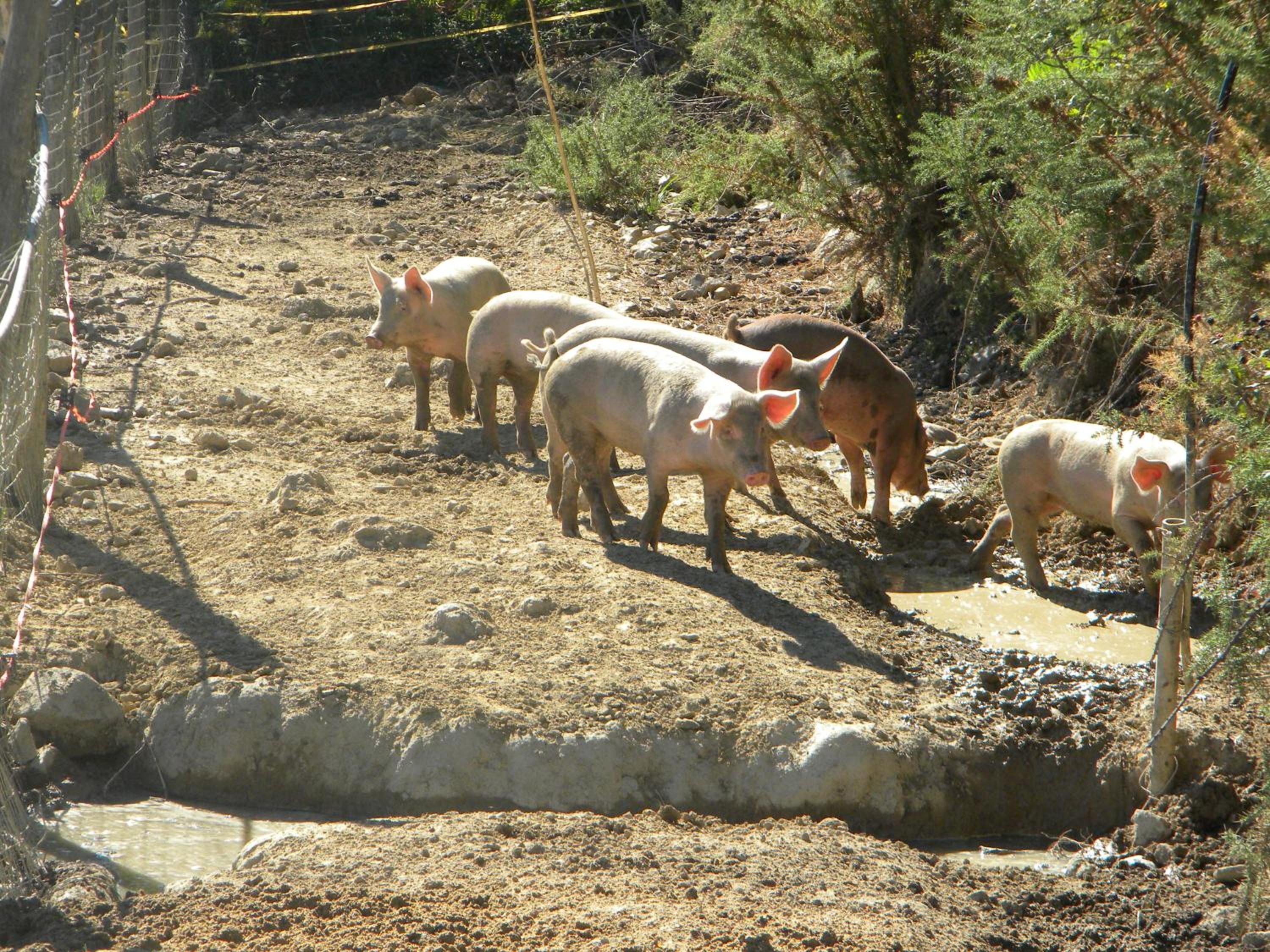 Photo 46
