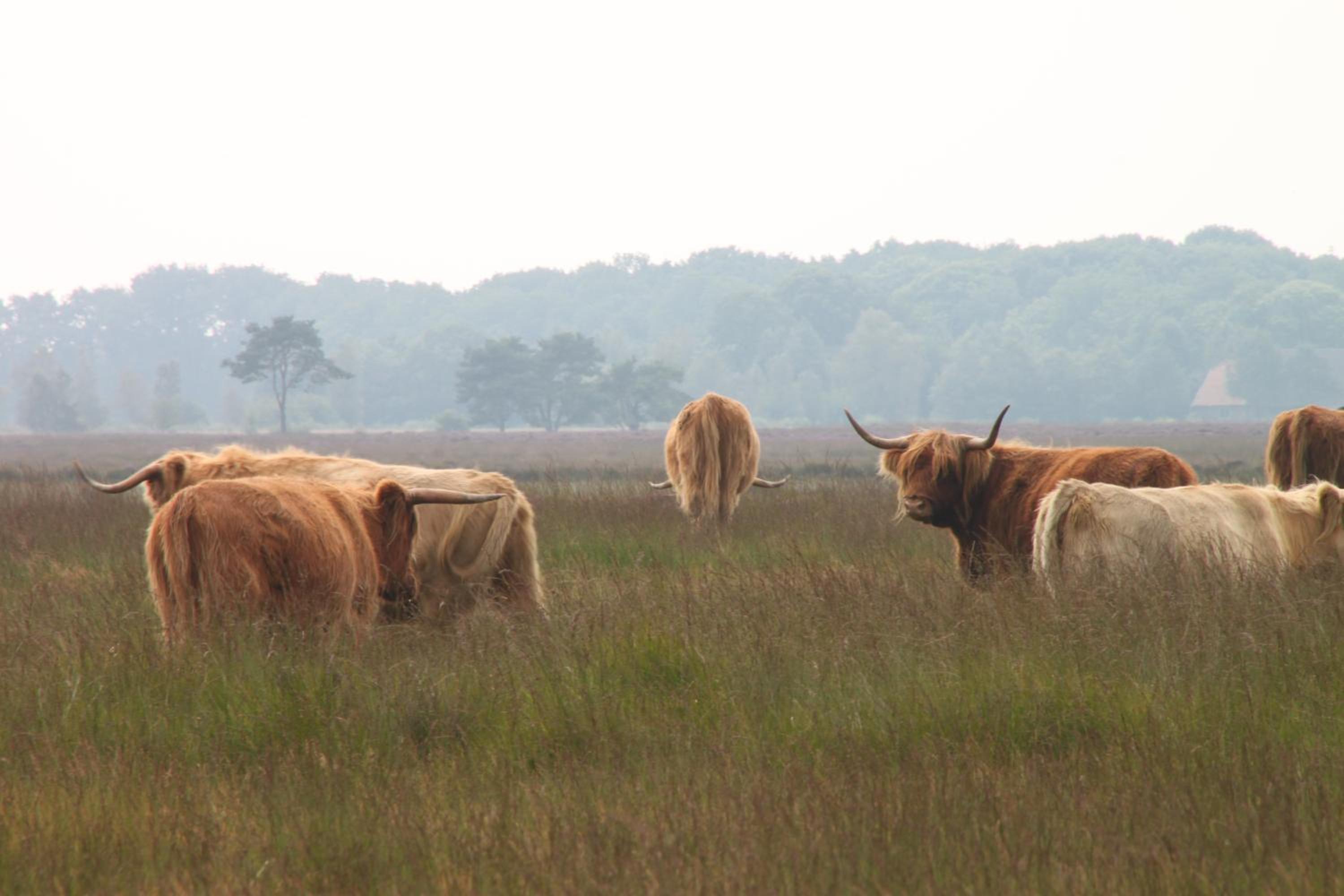Vakantiepark Bosmeer Friesland