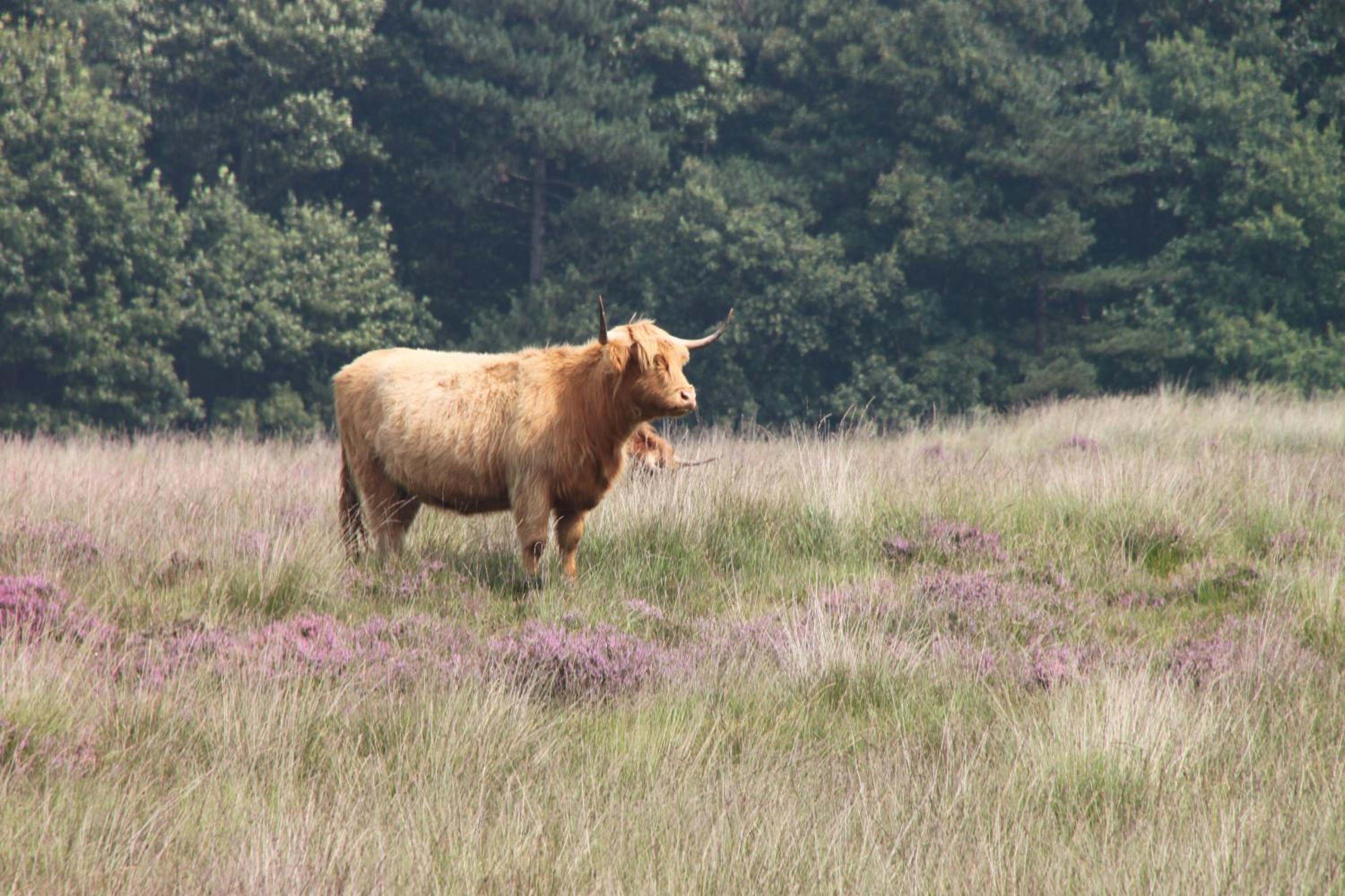 Vakantiepark Bosmeer Friesland