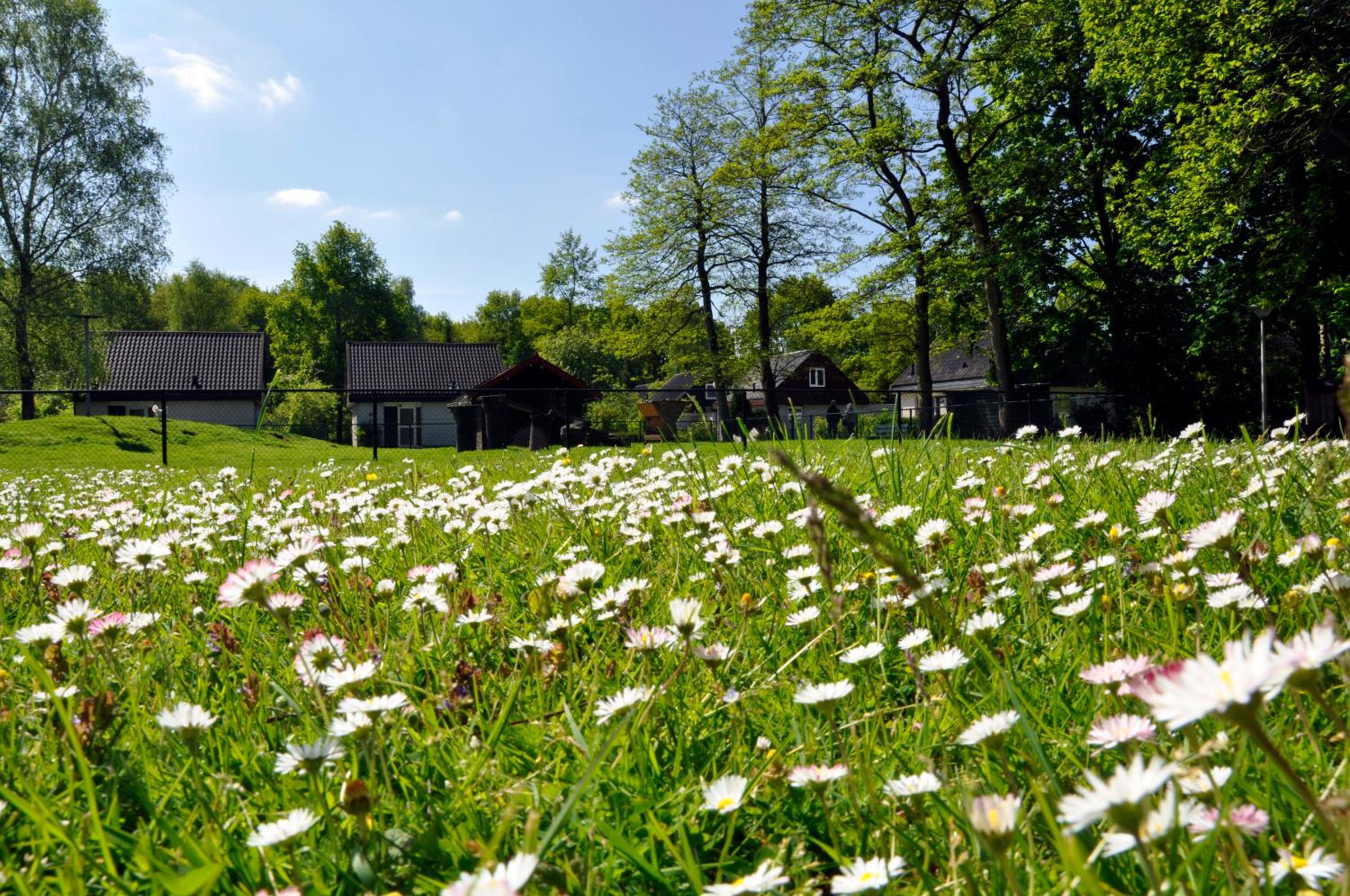 Vakantiepark Bosmeer Friesland