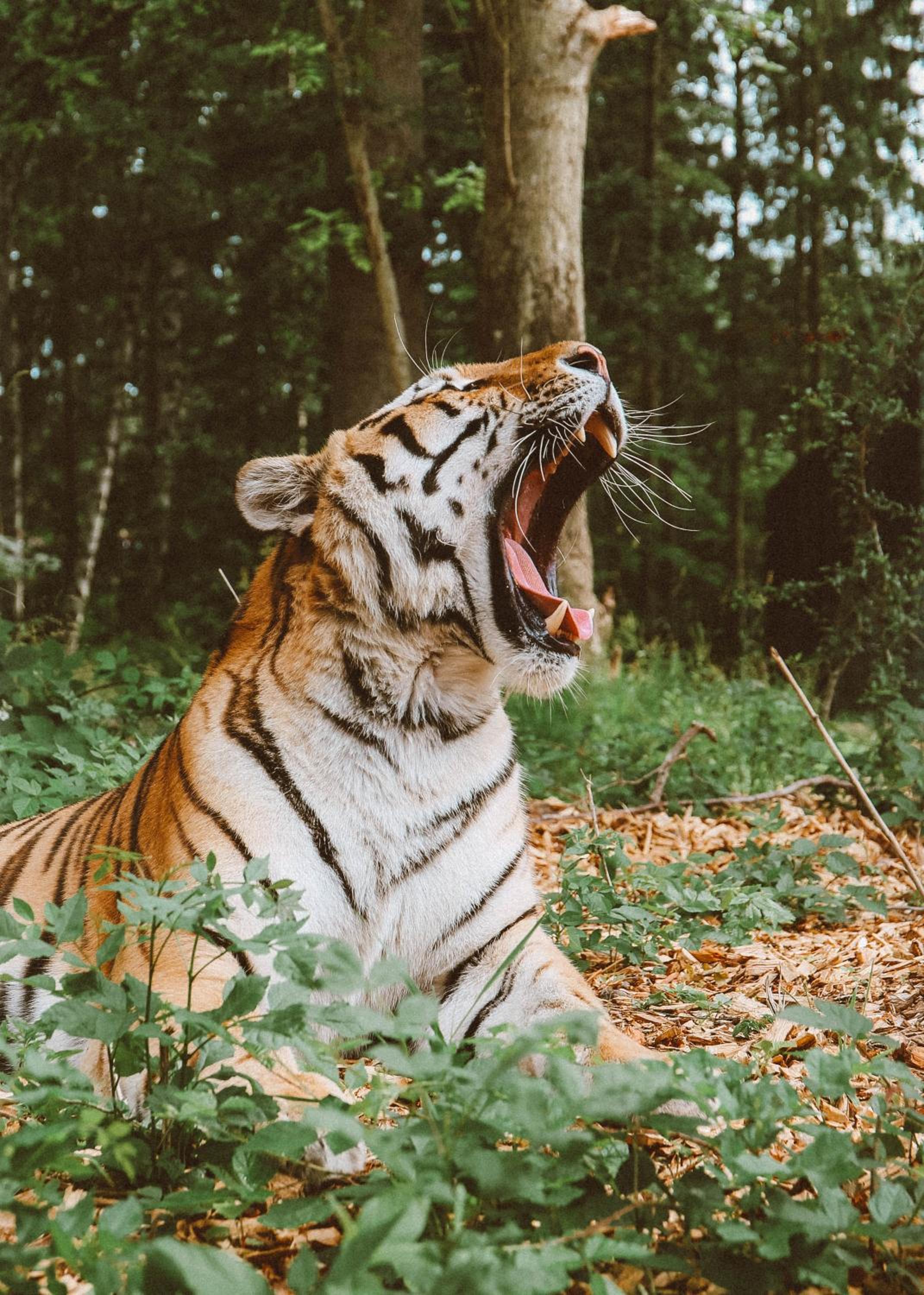 Knuthenborg Safaripark