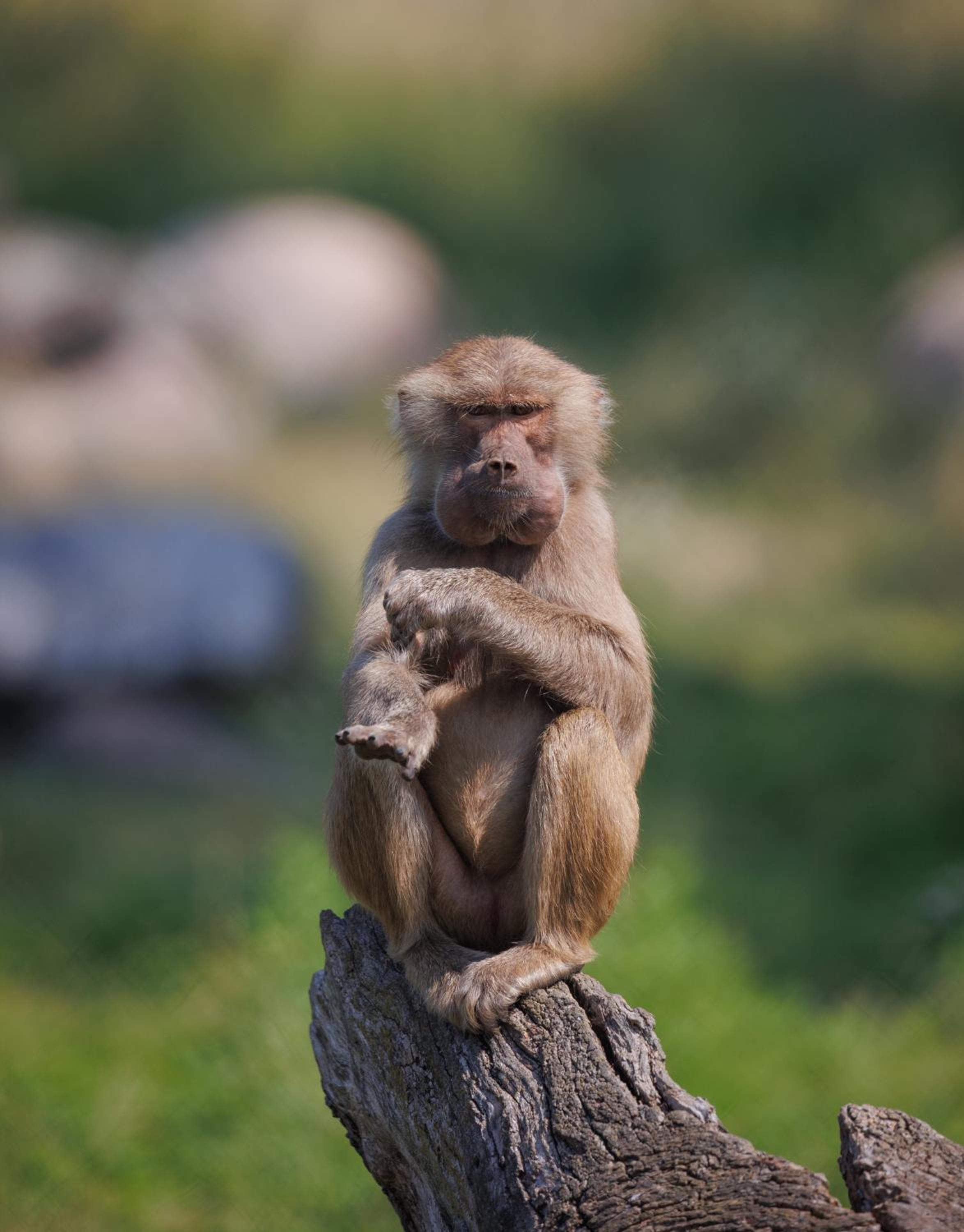 Knuthenborg Safaripark