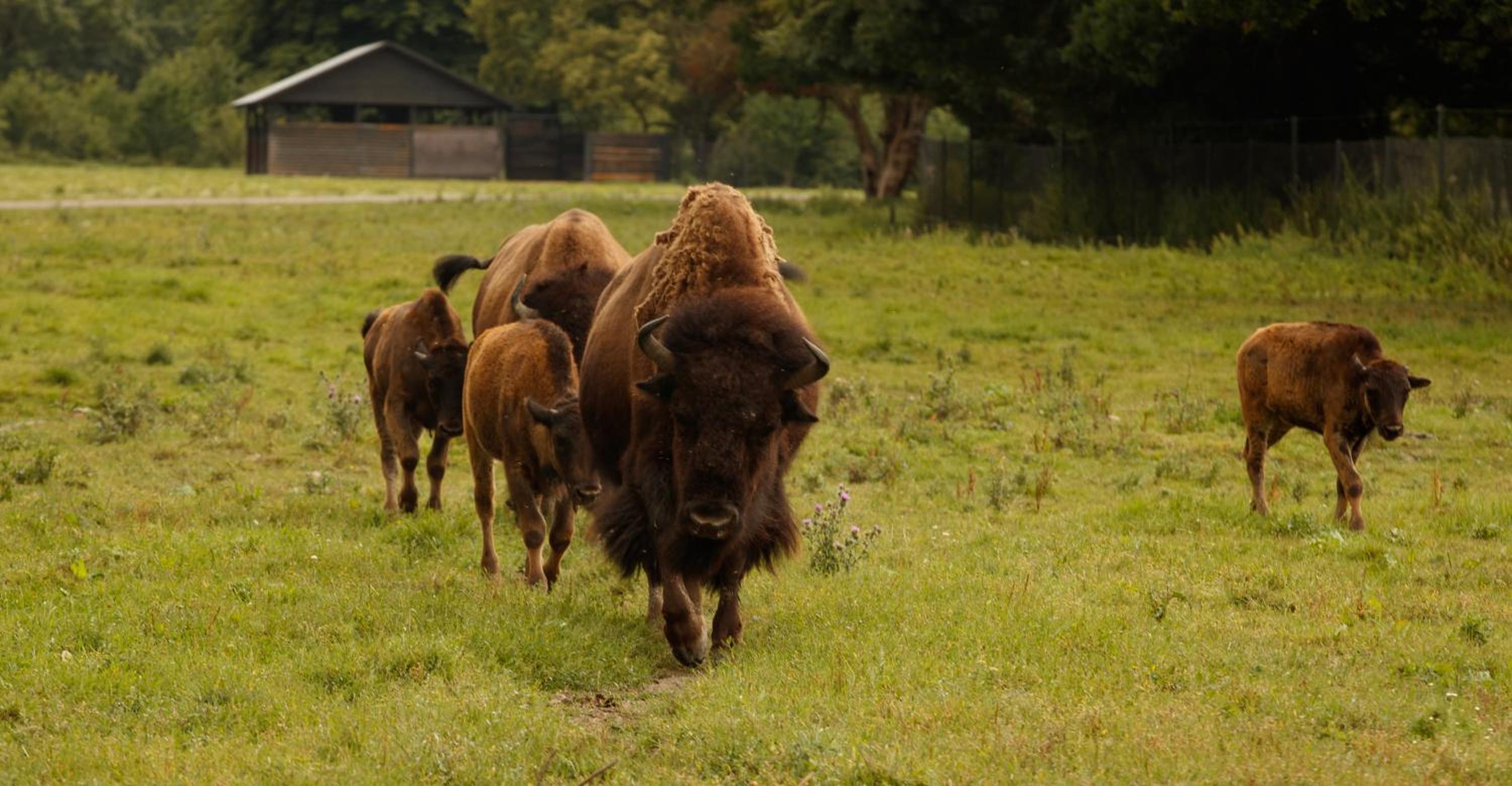 Knuthenborg Safaripark