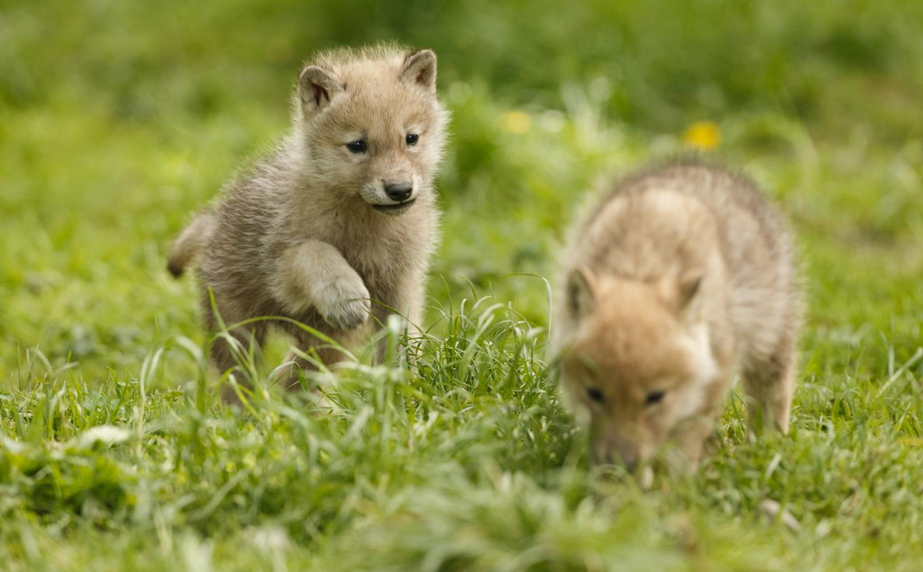 Knuthenborg Safaripark