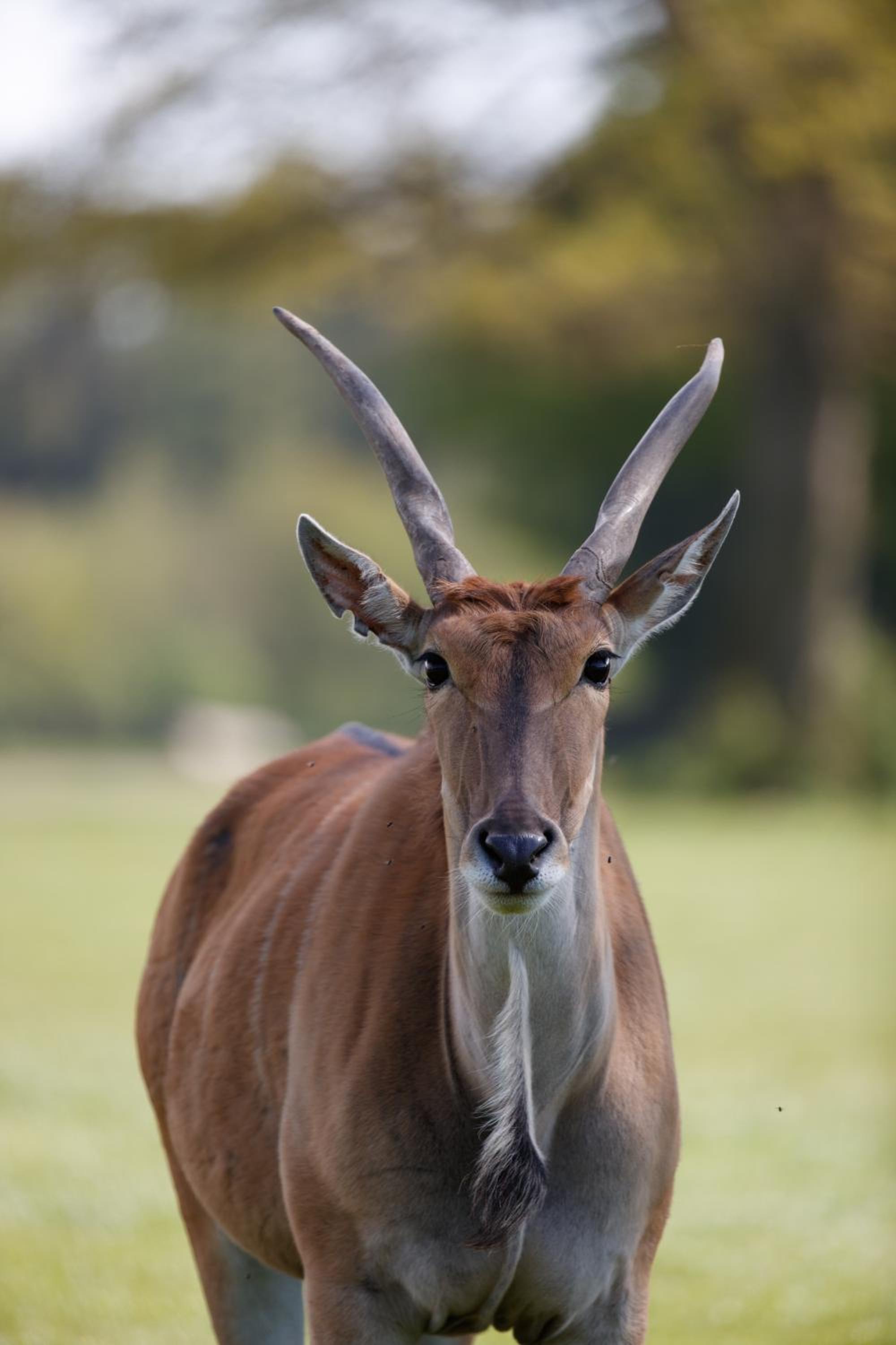 Knuthenborg Safaripark
