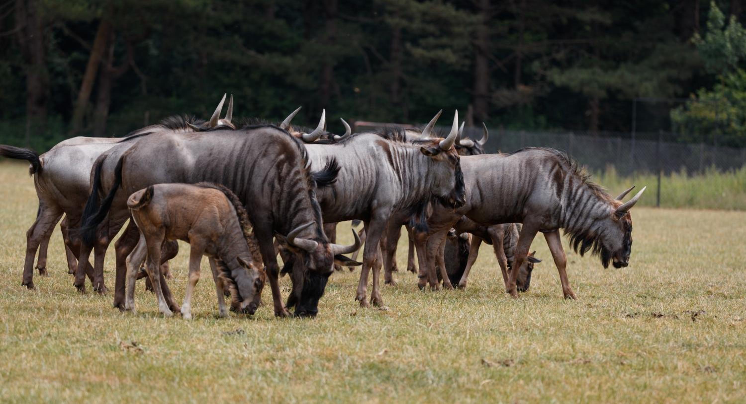 Knuthenborg Safaripark