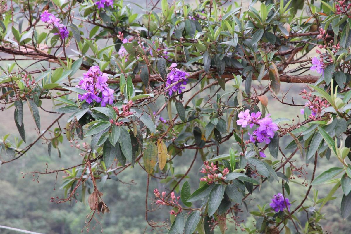 Casinha Gostosa na Serra