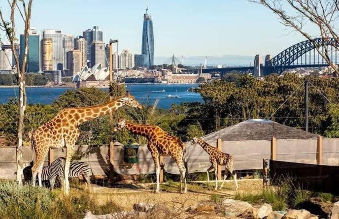Family-Friendly 3 Levels Architect Home Near Airport Beach Sydney City FREE City Parking & Airport Pickup Available