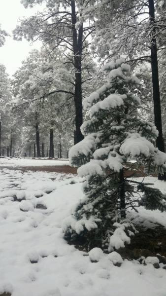 Arizona Mountain Inn & Cabins