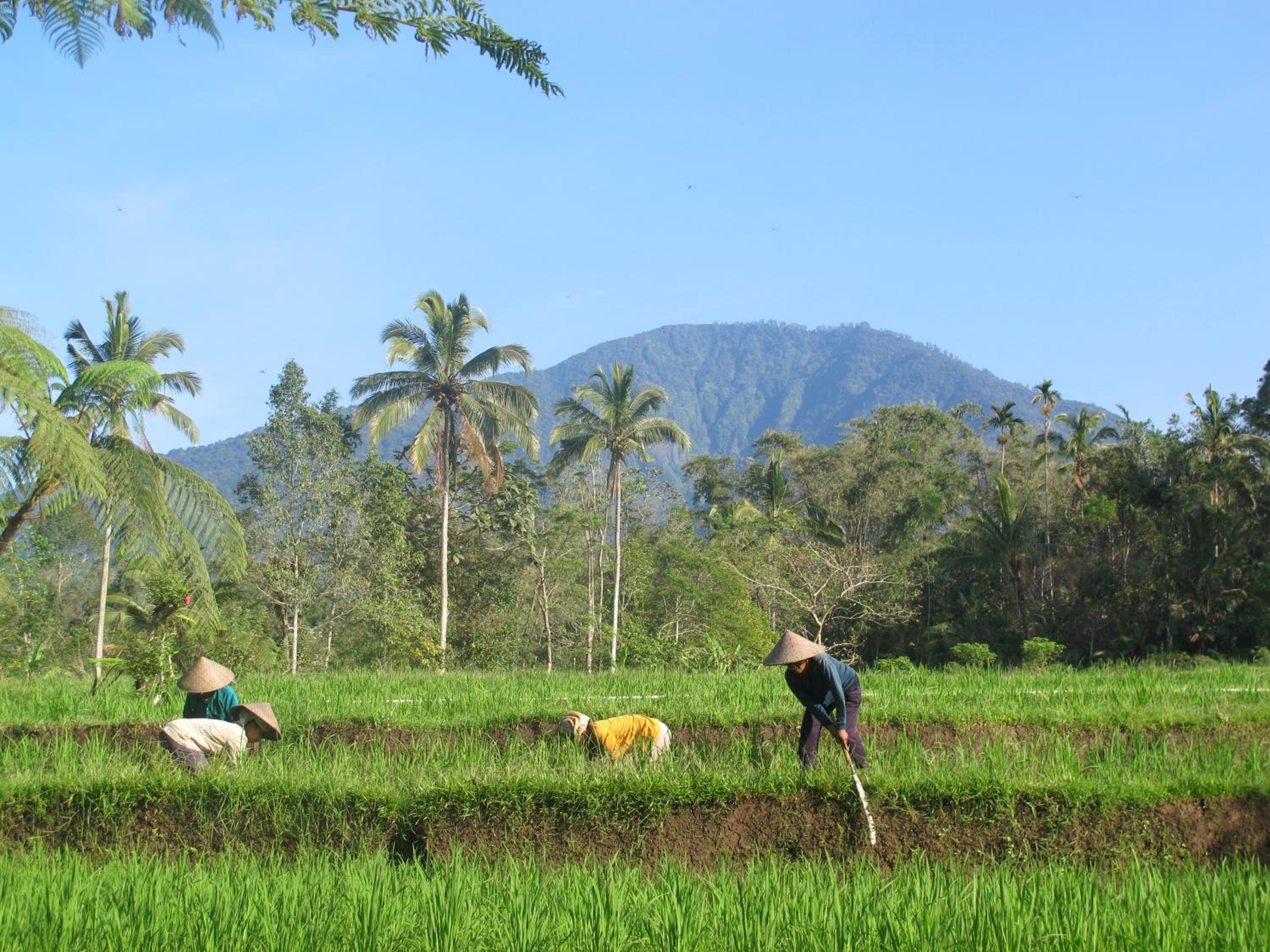 Prana Dewi Mountain Resort