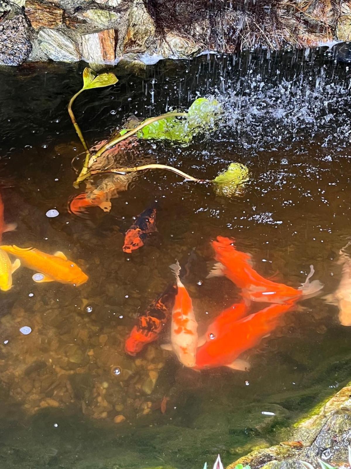 Refúgio com hidro, piscina e linda vista!