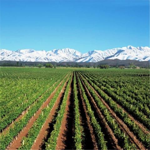 Robles de Besares
