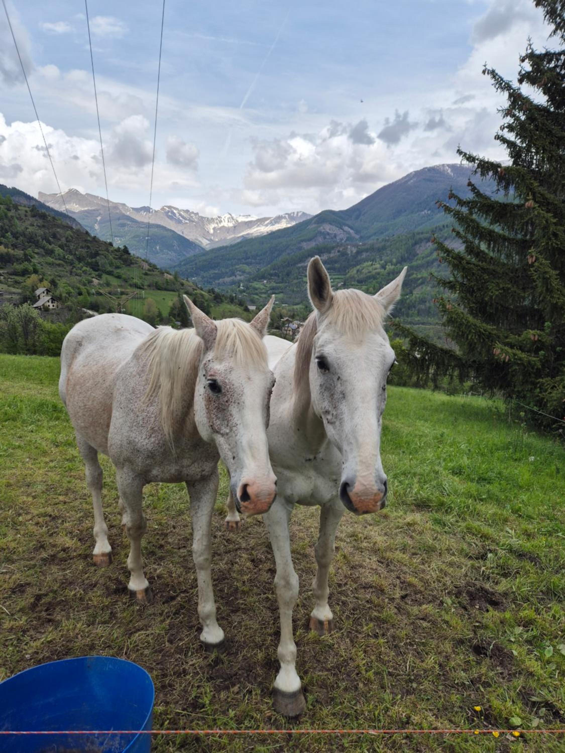 Chalet LE CHEVREUIL Proche La Foux d'Allos